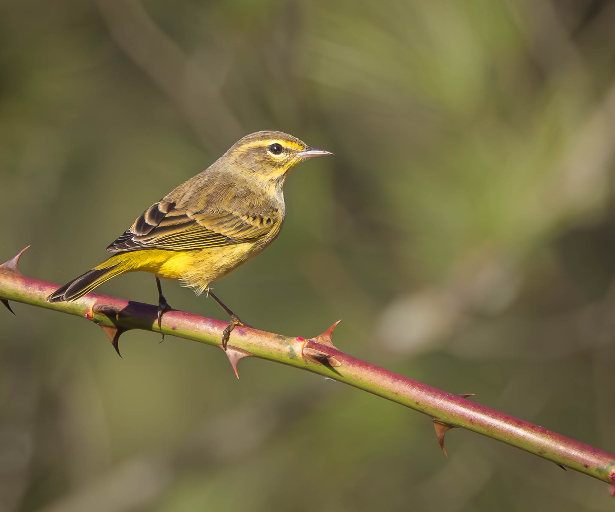 Palm Warbler