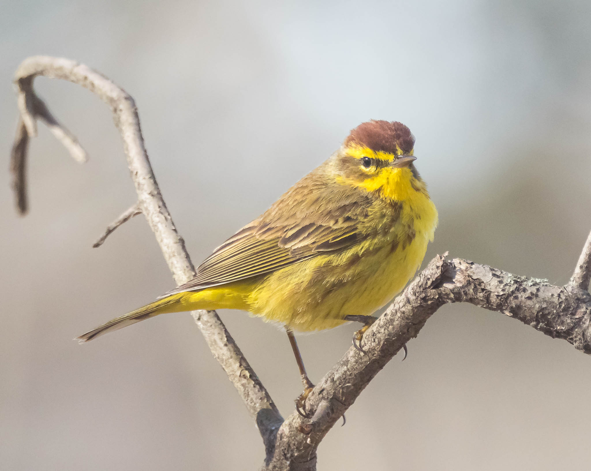 Palm Warbler