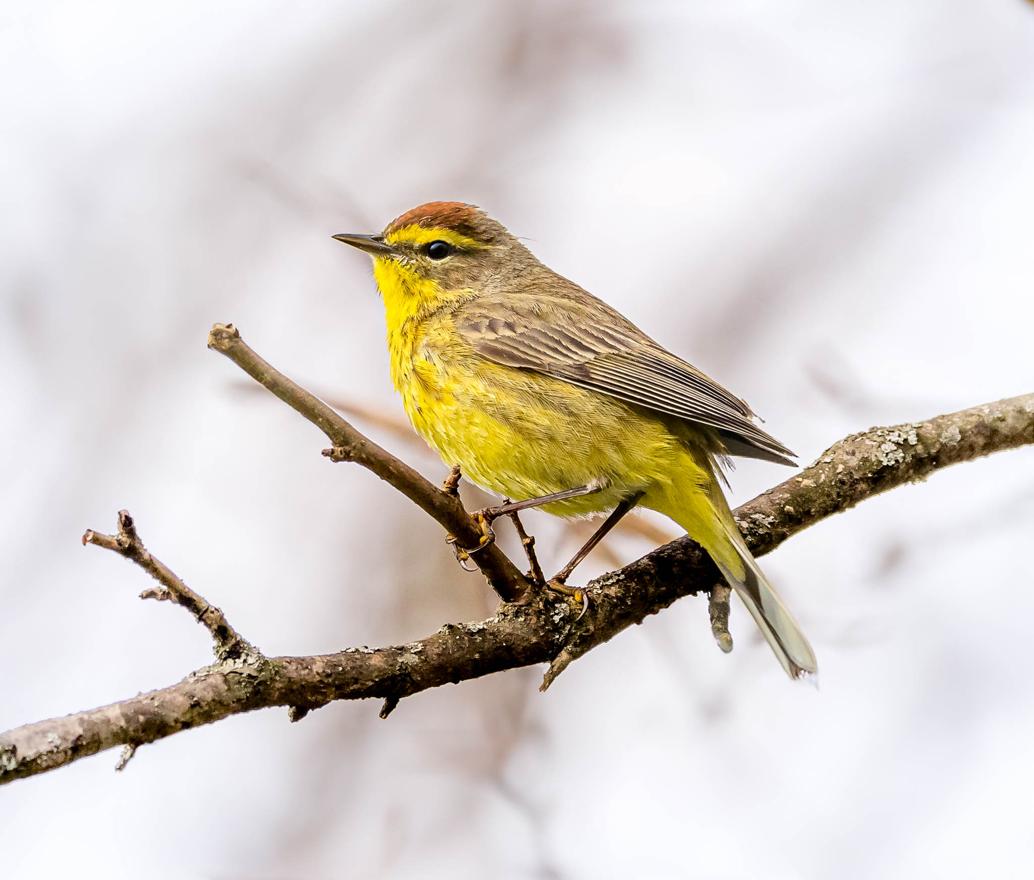 Palm Warbler