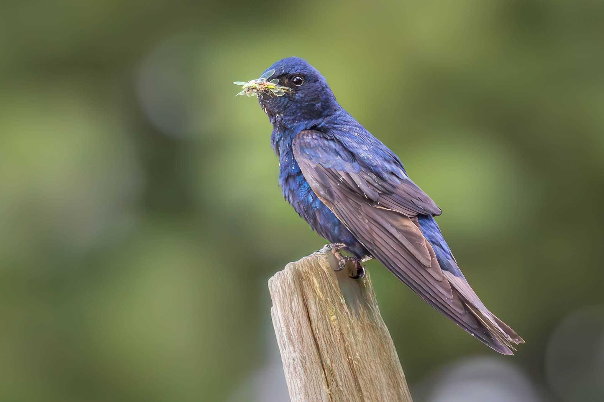 Background in bird photography