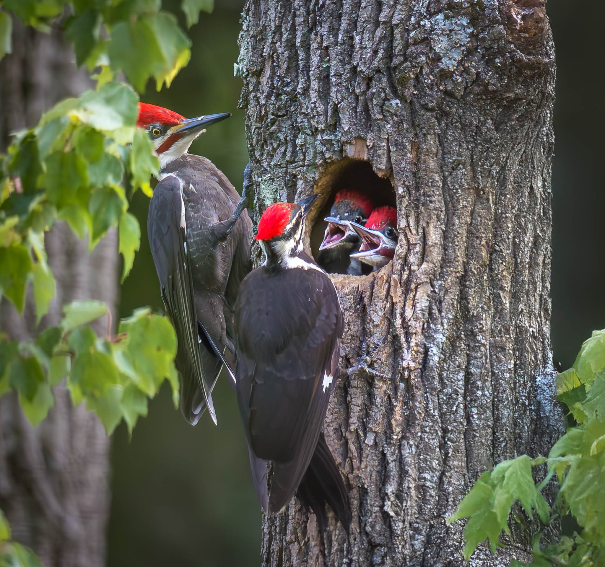 Capture Action principle example