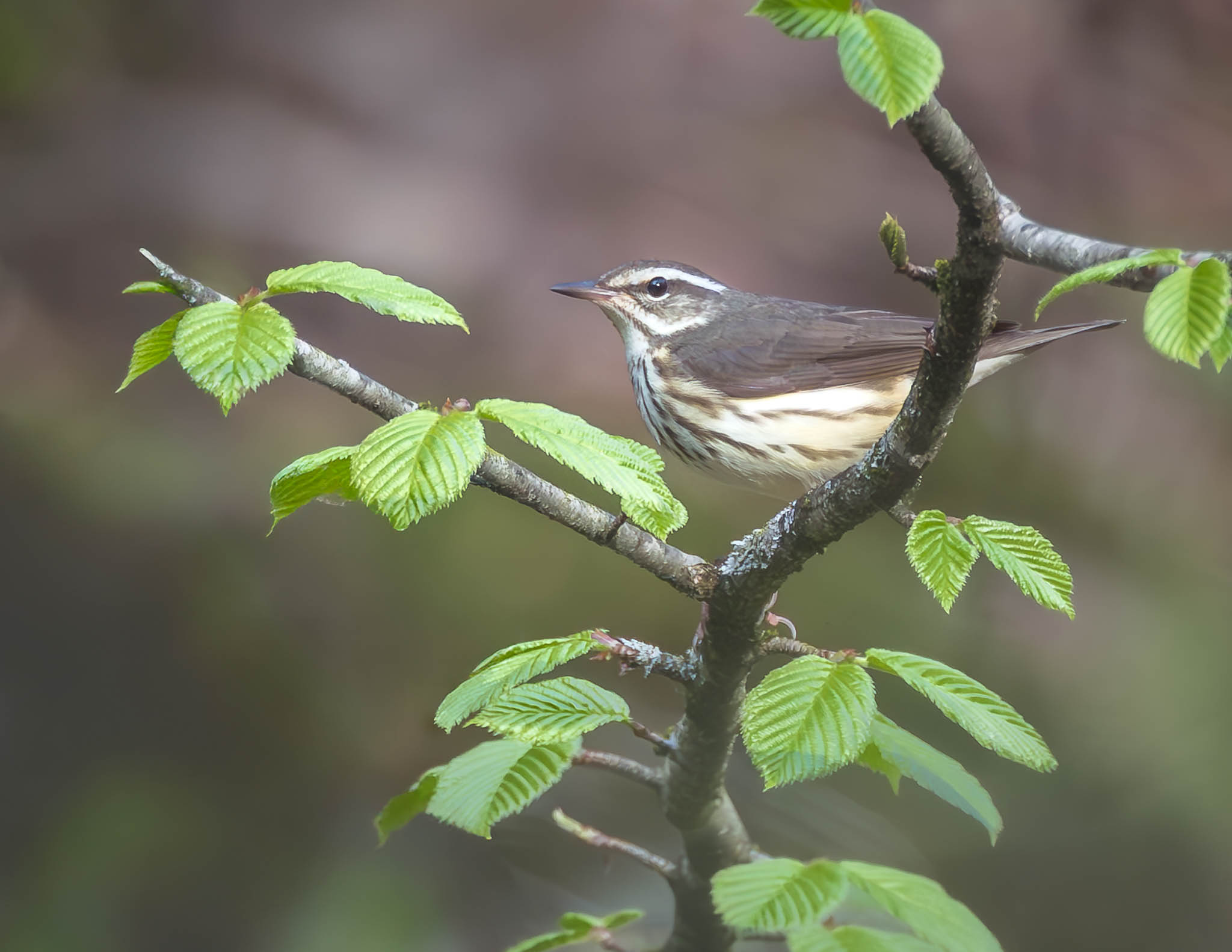 Composition in bird photography