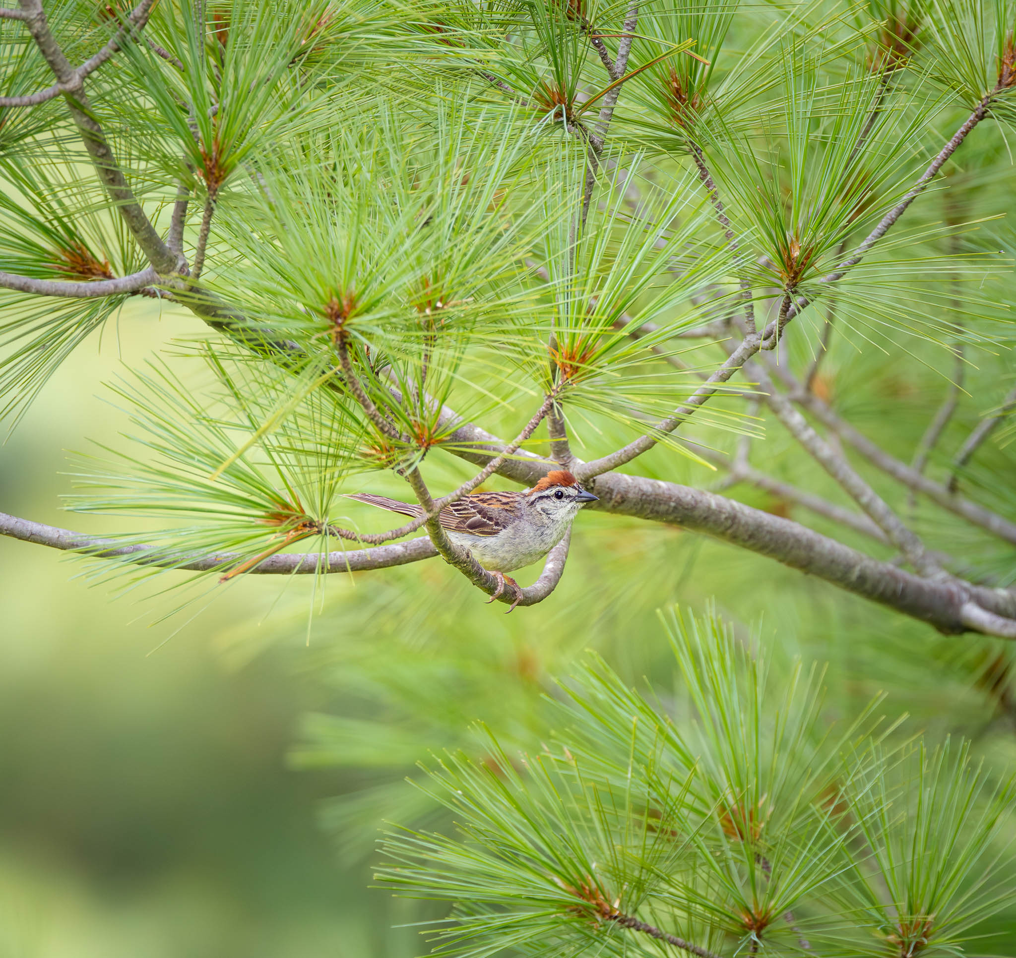 Environmental in bird photography