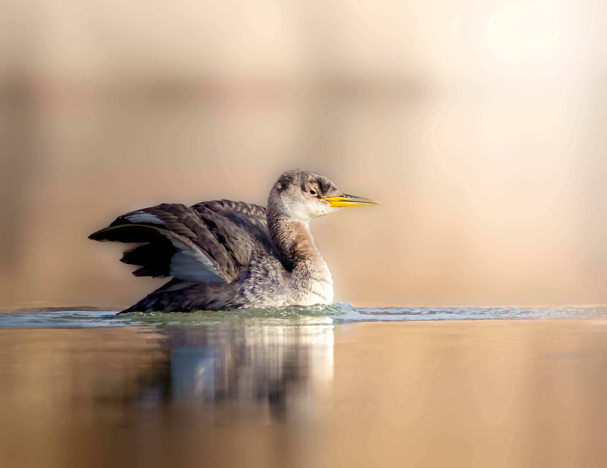 Light in bird photography