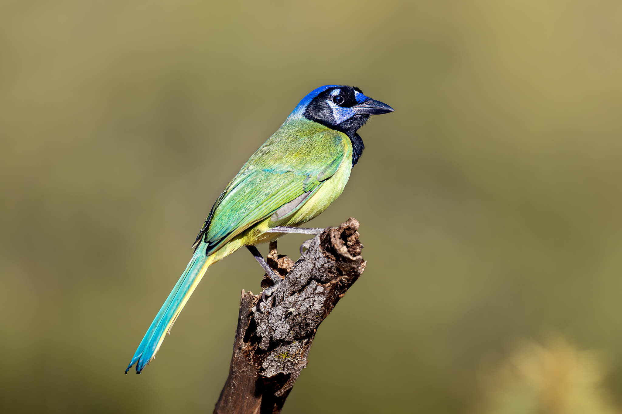 Perspective in bird photography