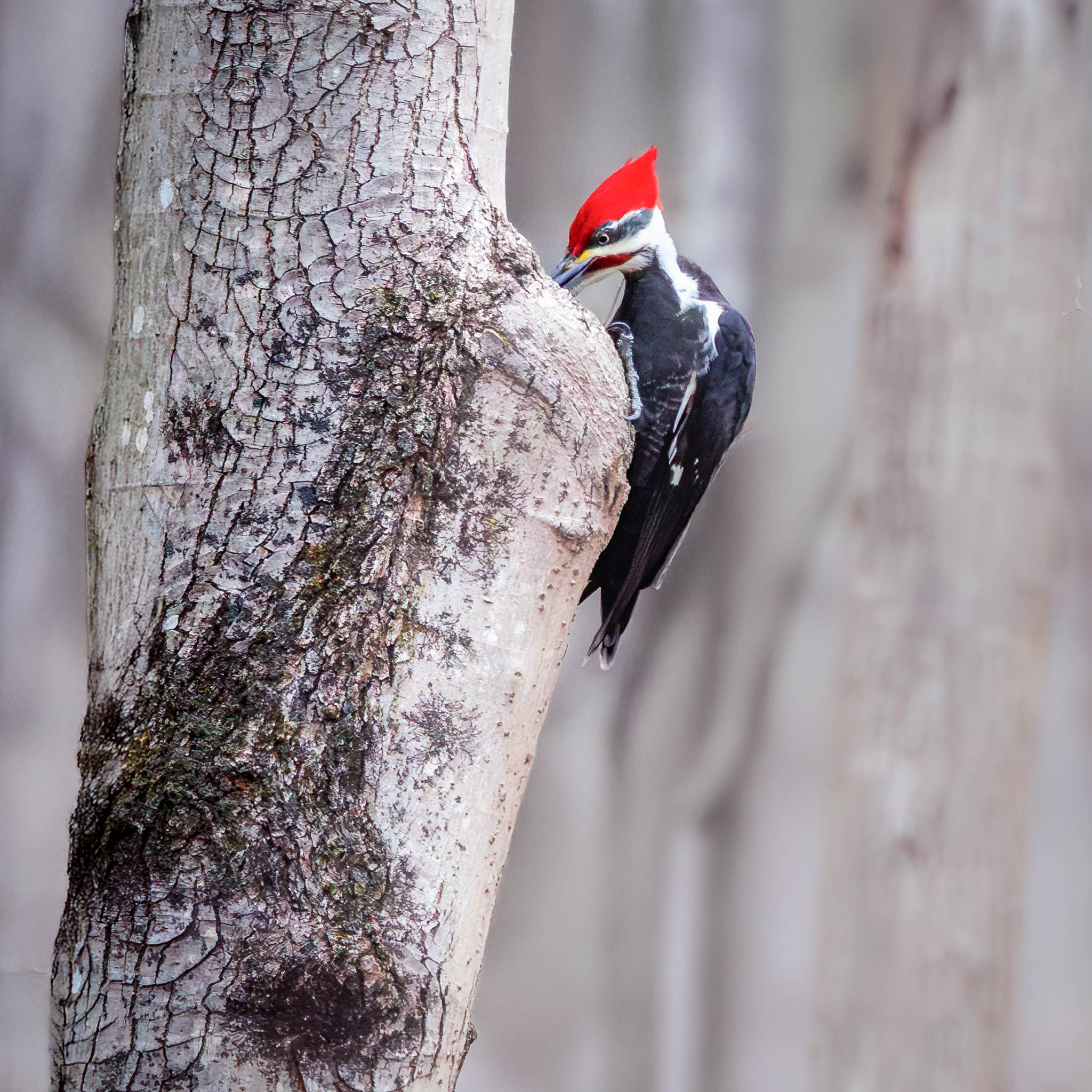 Pileated Woodpecker