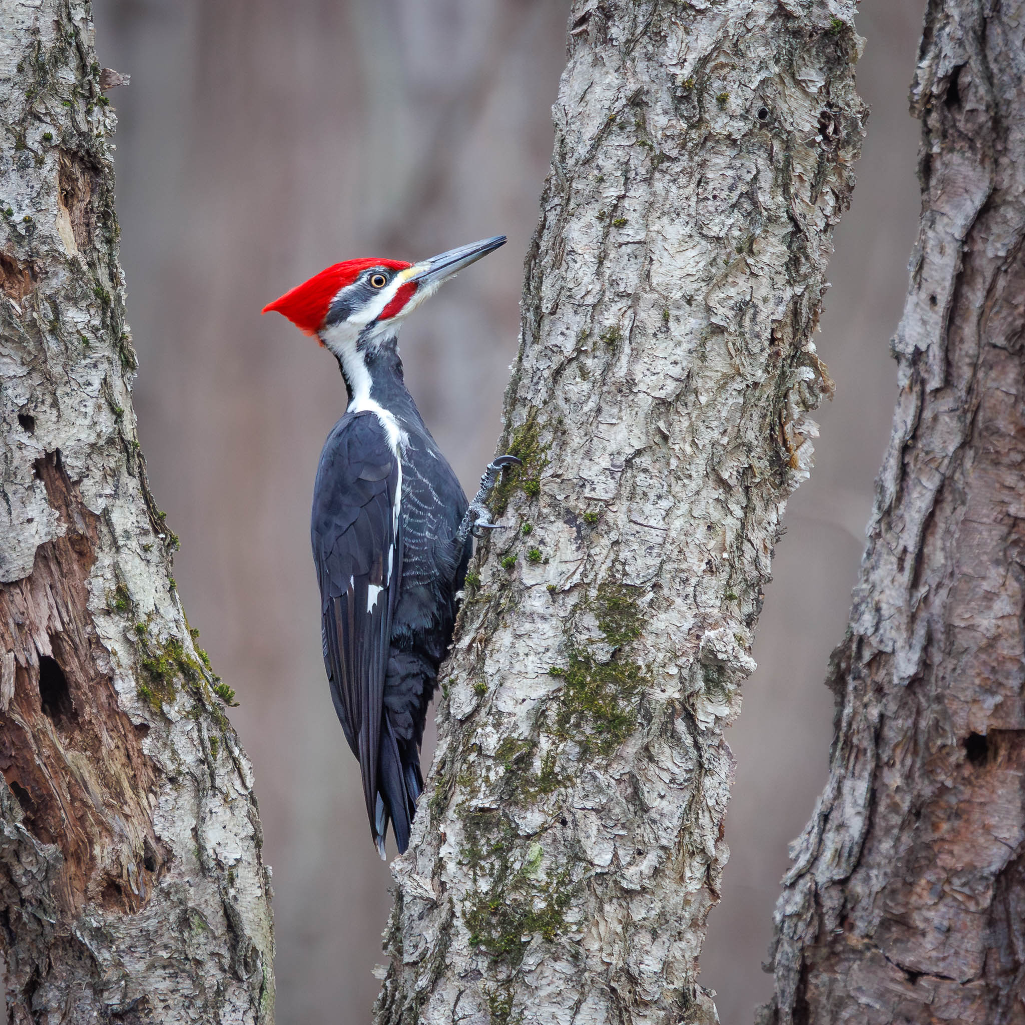Pileated Woodpecker