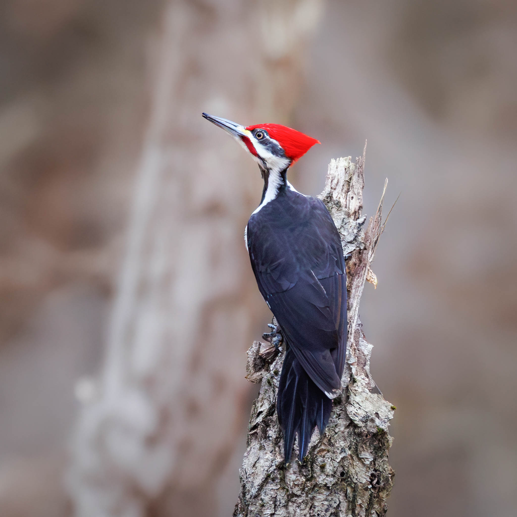 Pileated Woodpecker