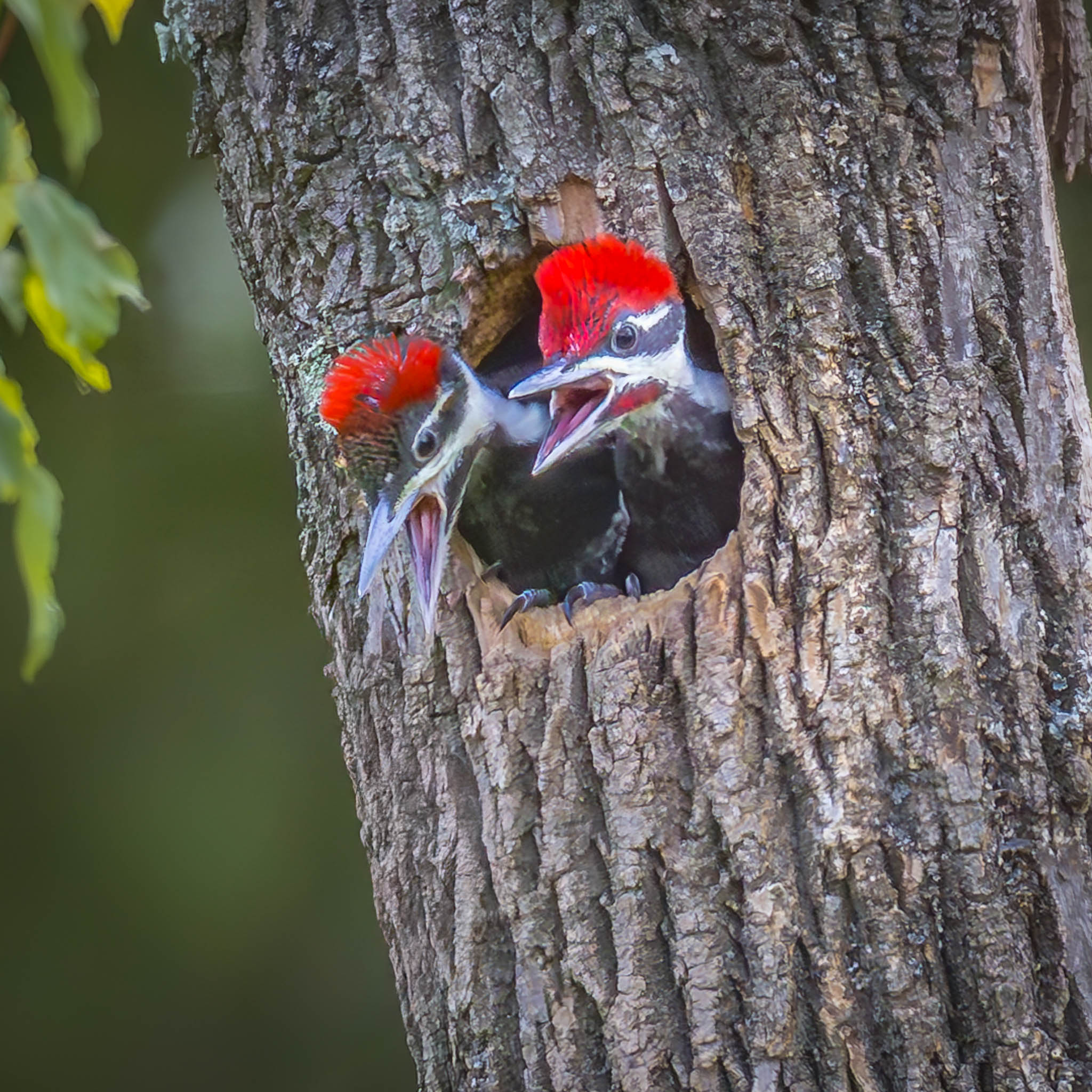 Pileated Woodpecker