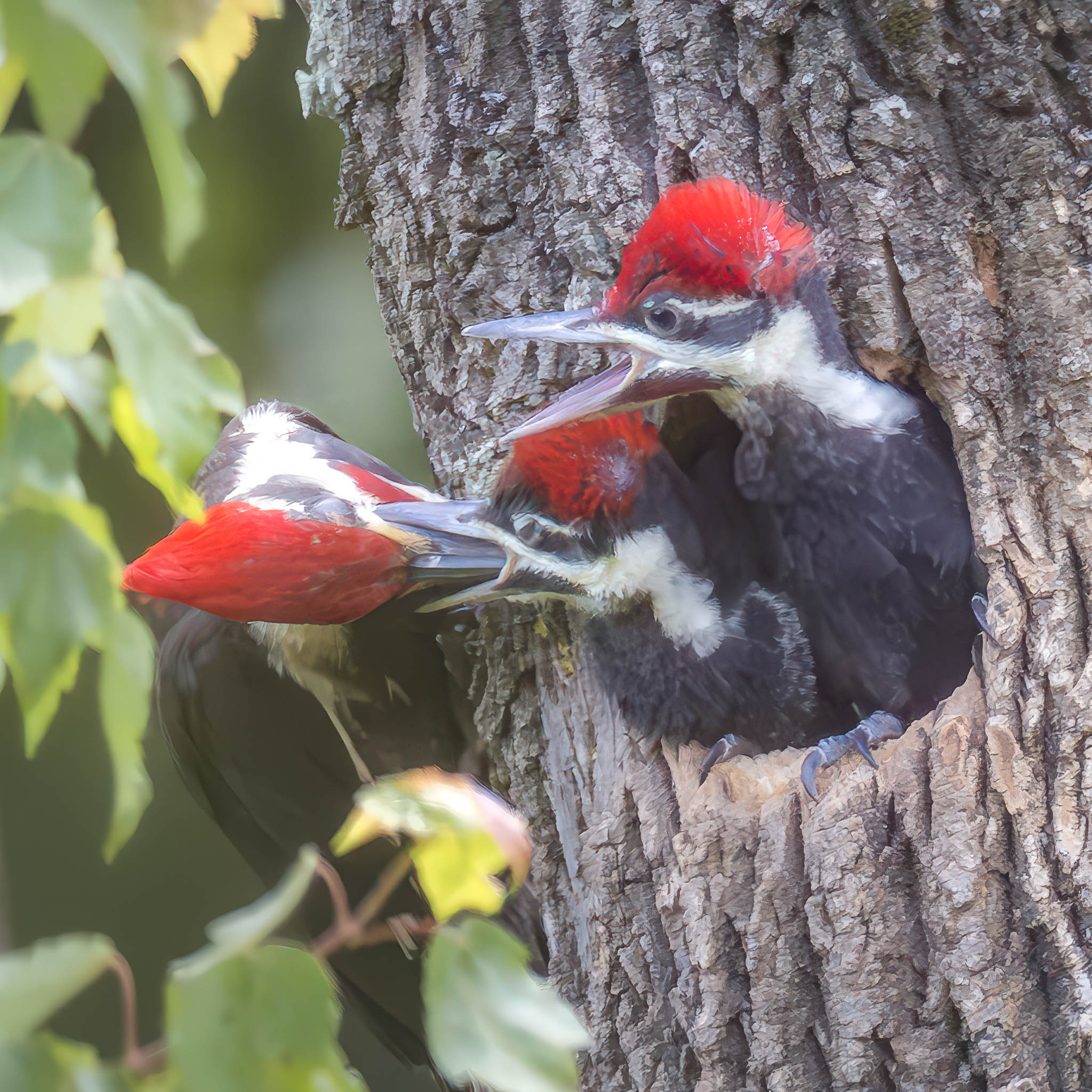 Pileated Woodpecker