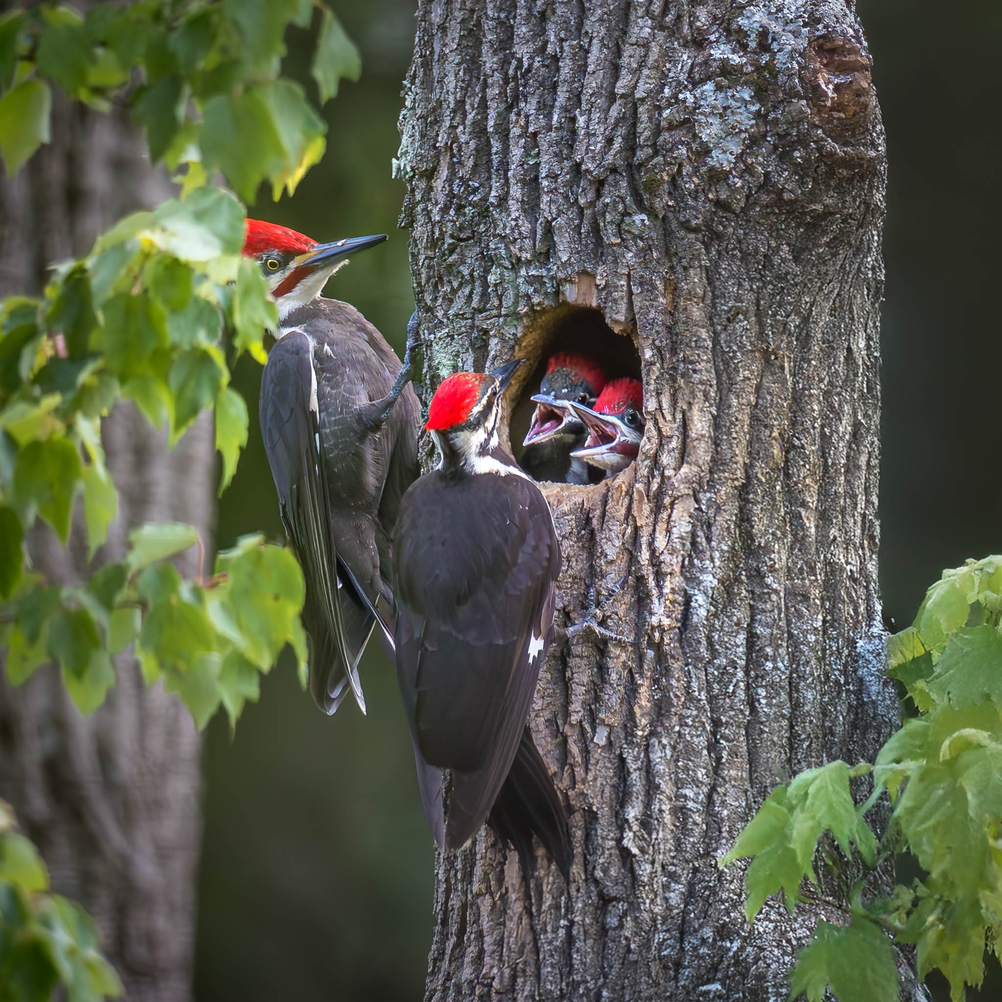 Pileated Woodpecker