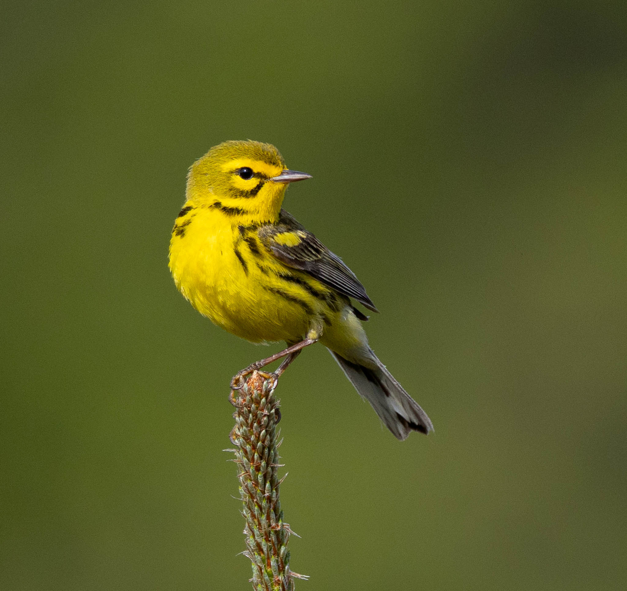 Prairie Warbler