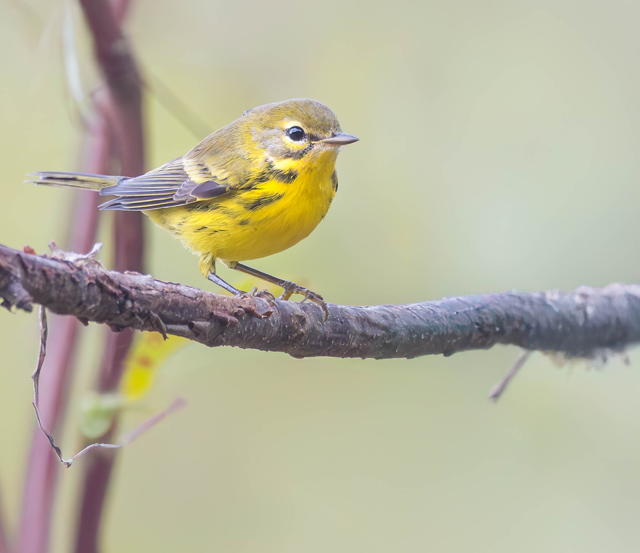 Prairie Warbler