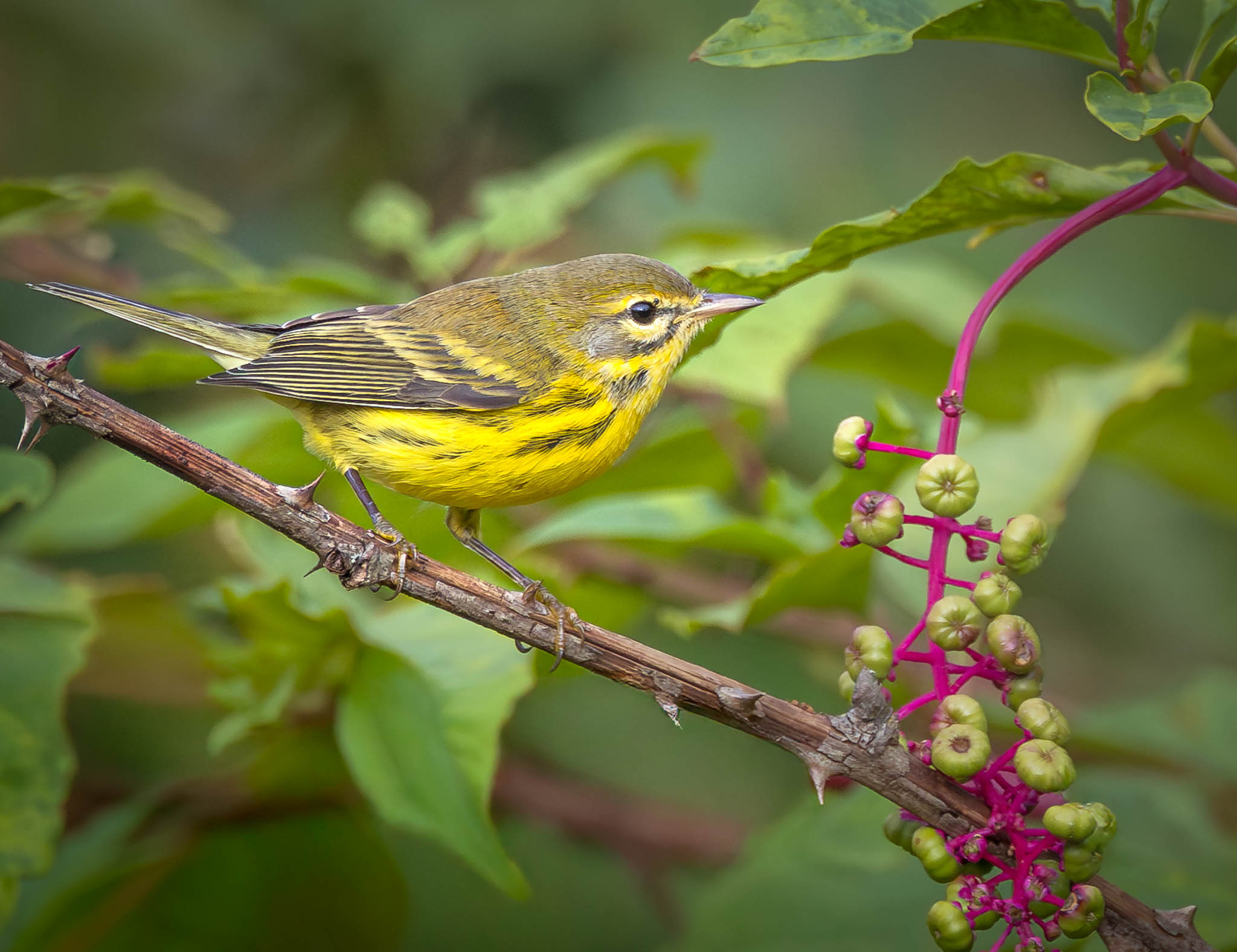 Prairie Warbler