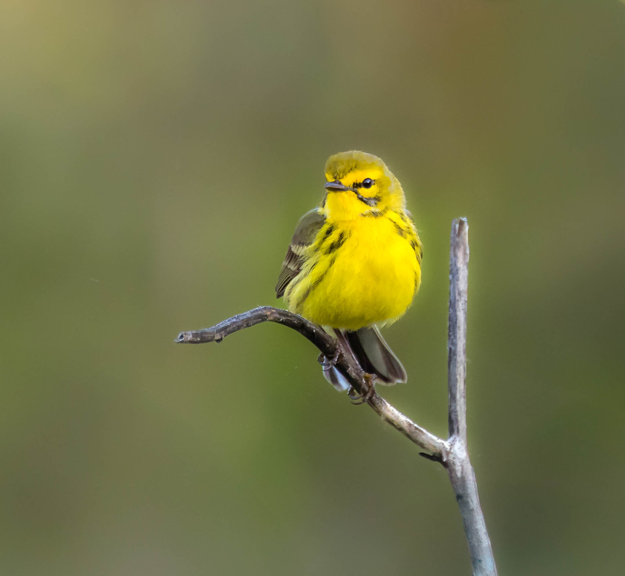 Prairie Warbler