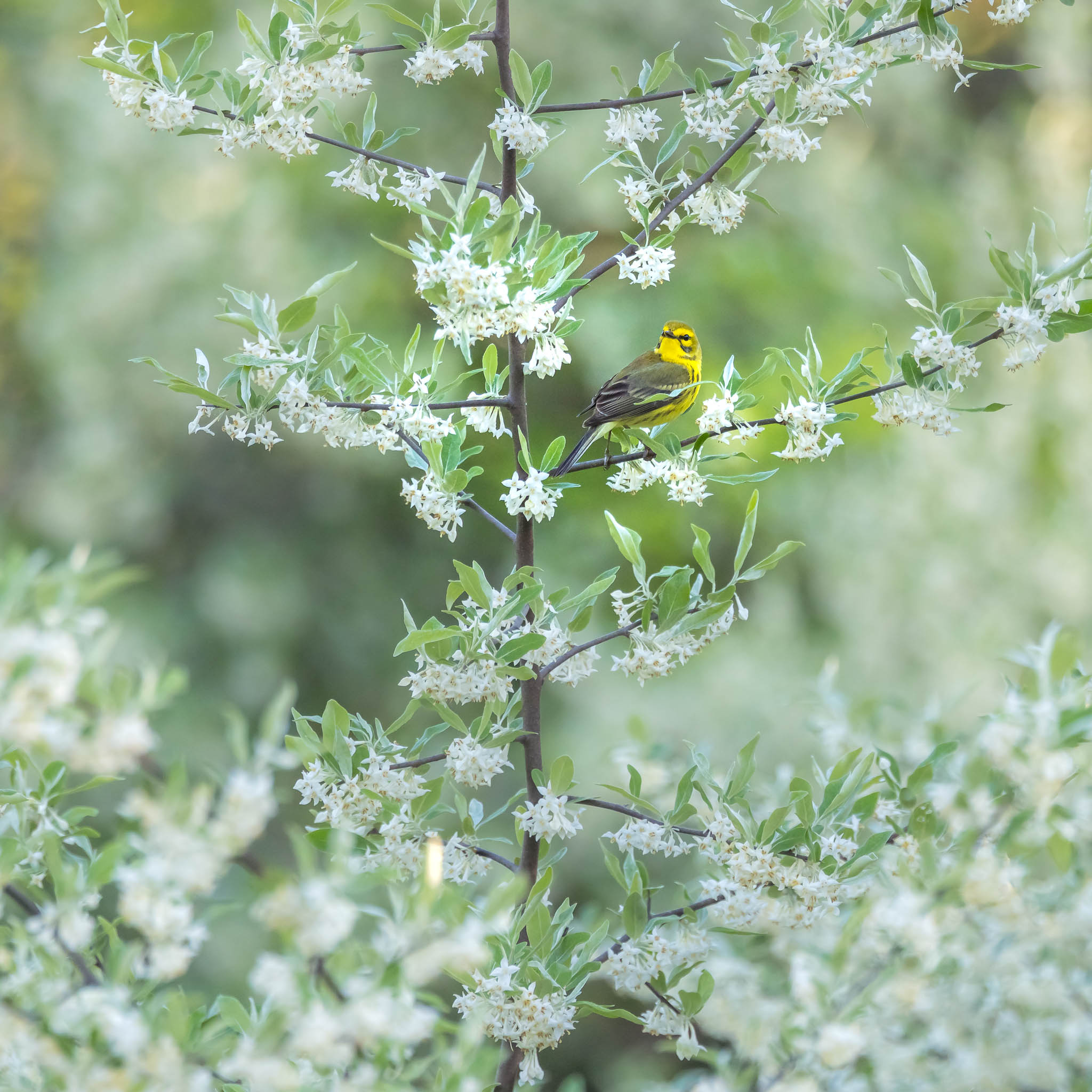 Prairie Warbler