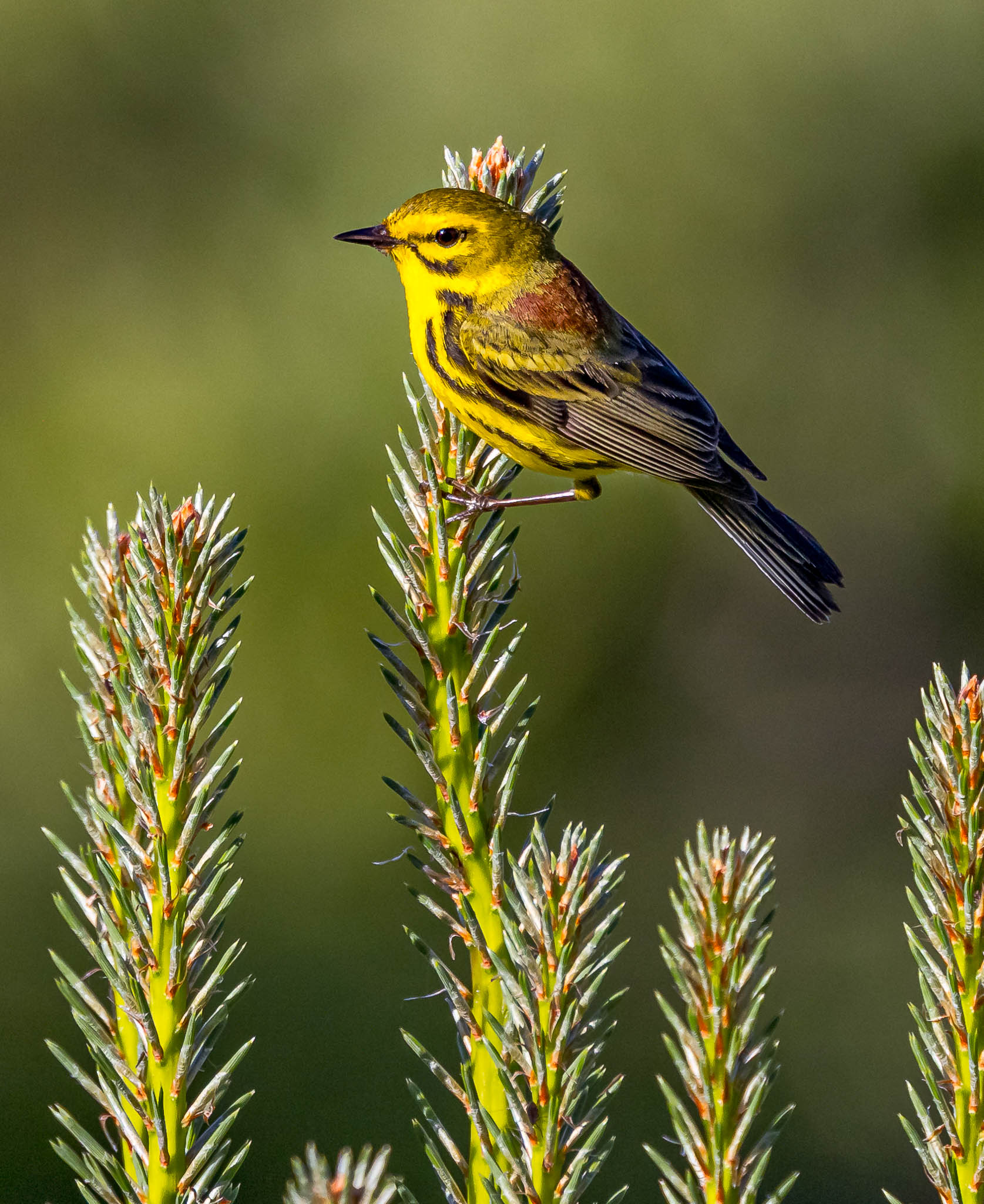 Prairie Warbler
