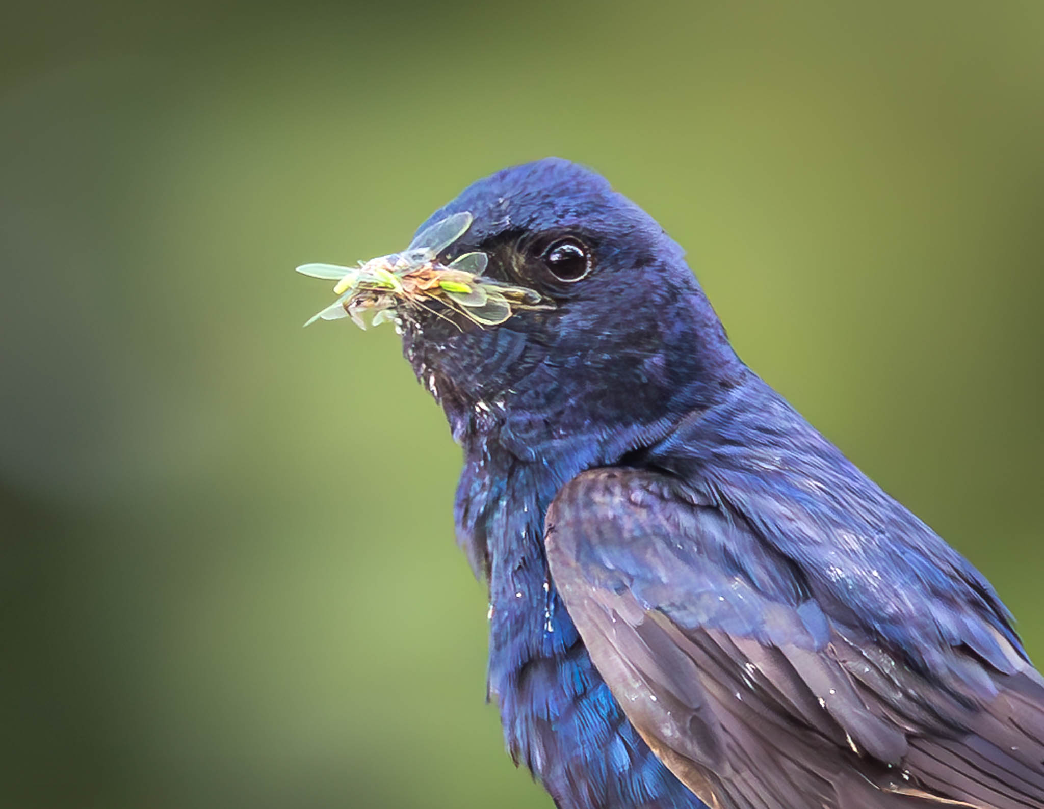 Purple Martin