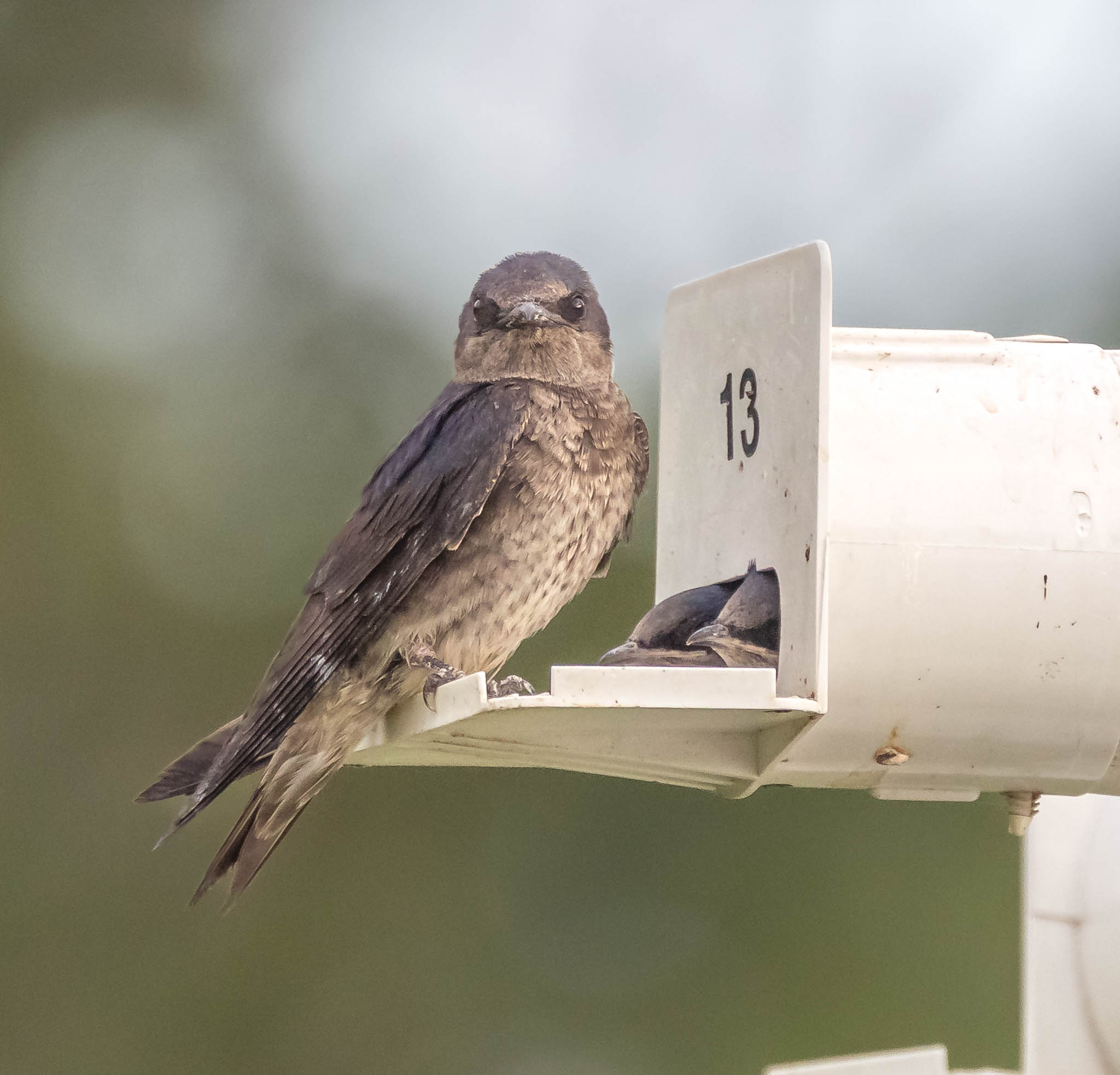 Purple Martin