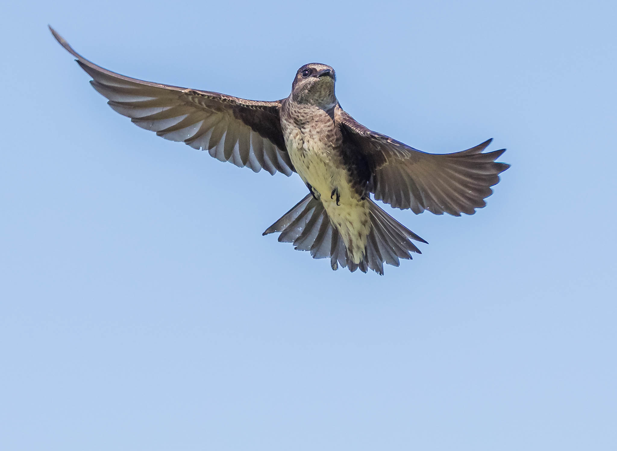 Purple Martin