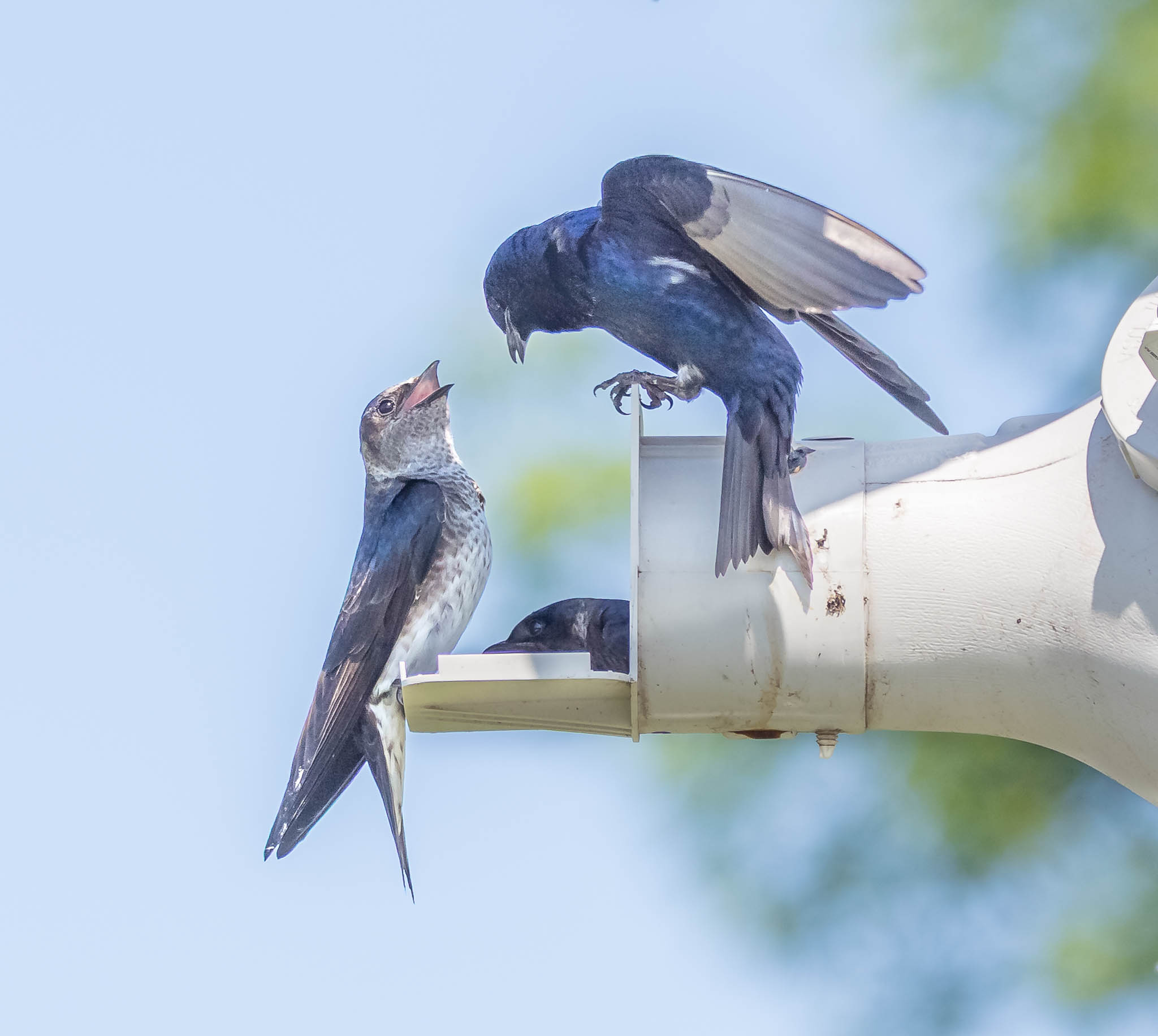 Purple Martin