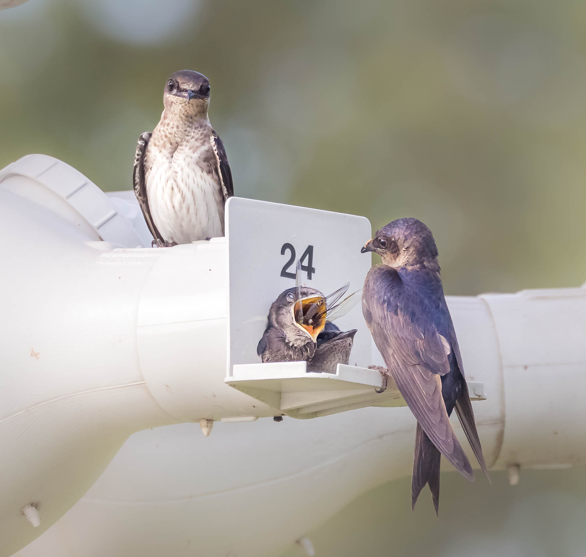 Purple Martin