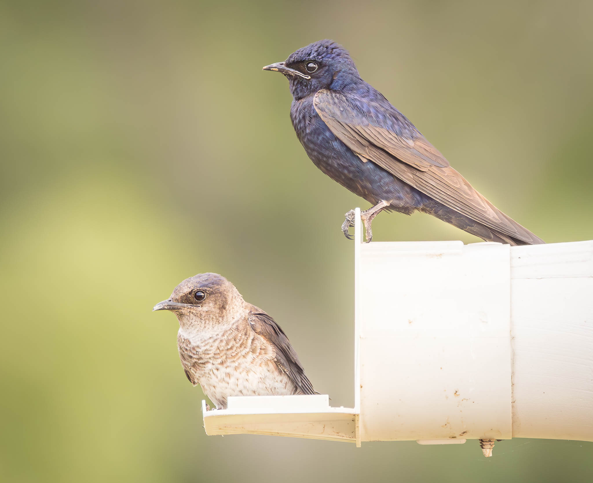 Purple Martin