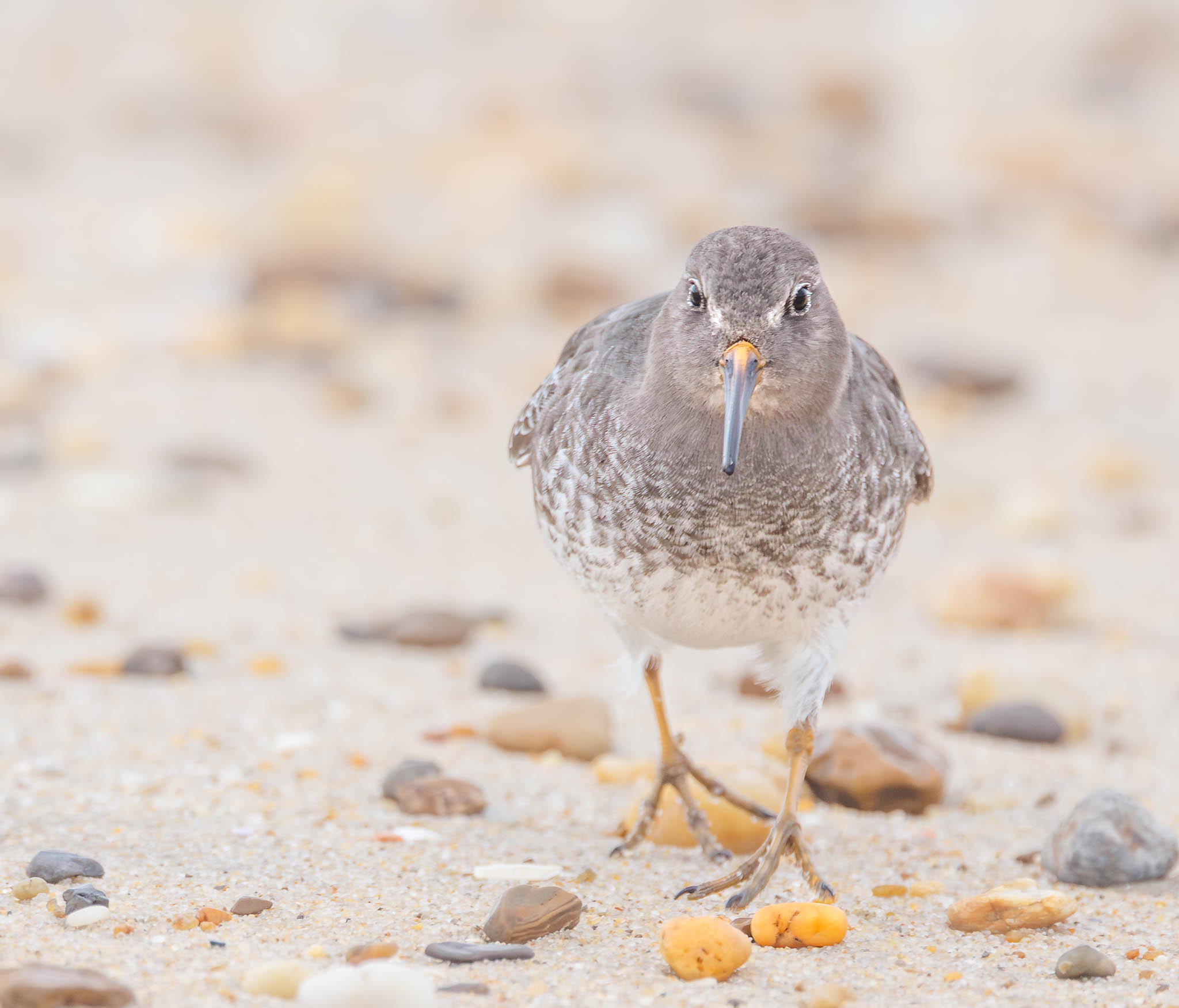 Purple Sandpiper