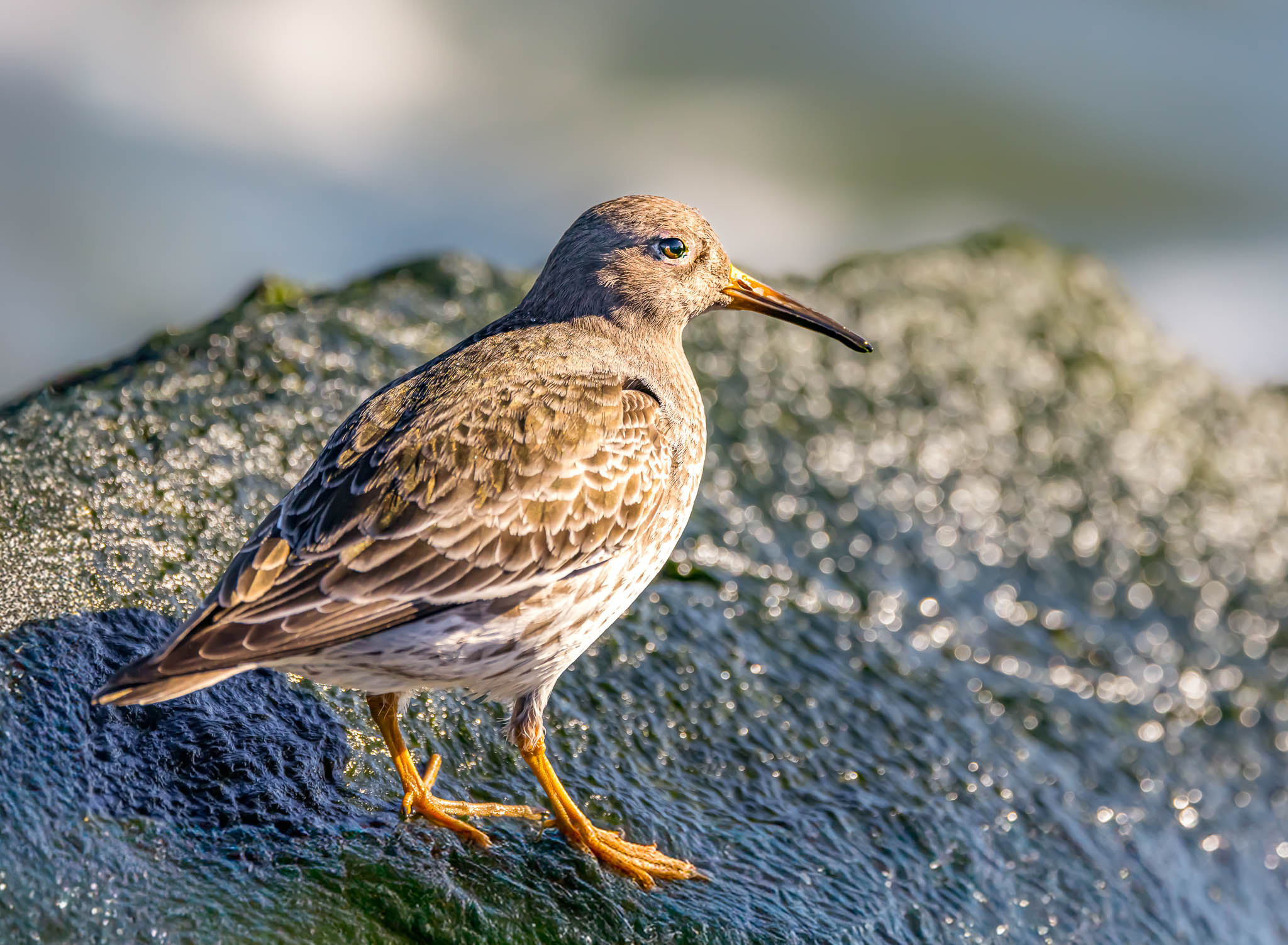 Purple Sandpiper