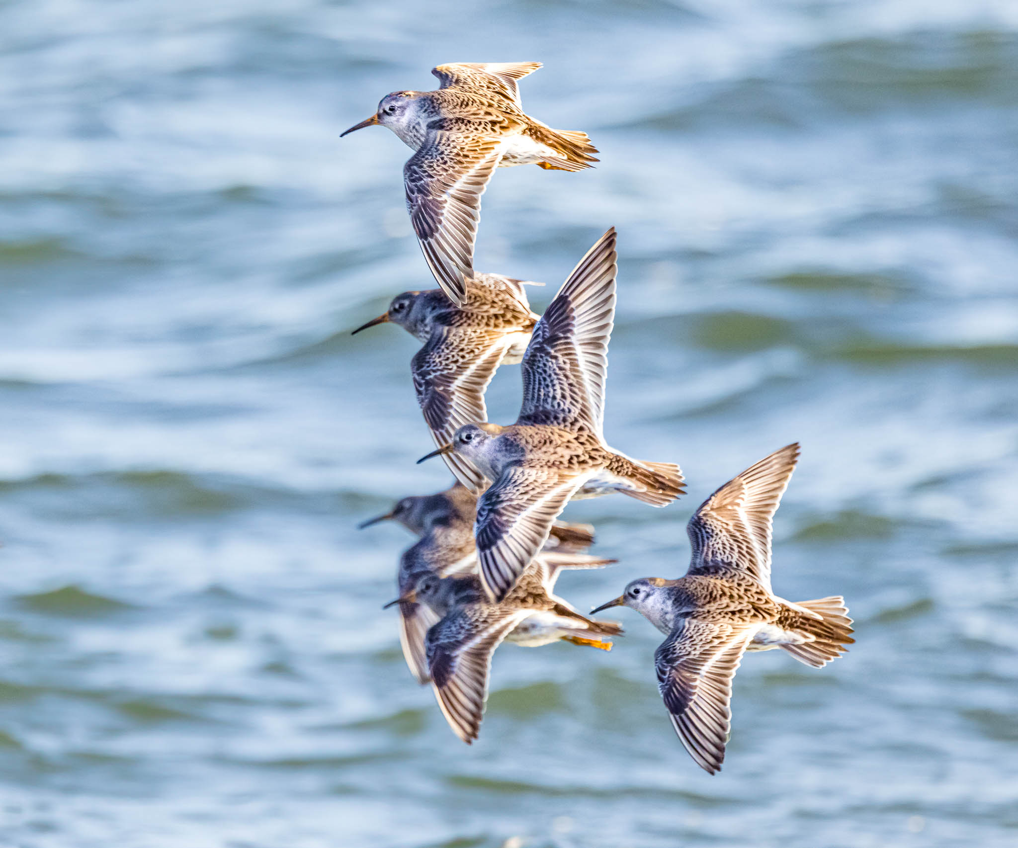 Purple Sandpiper