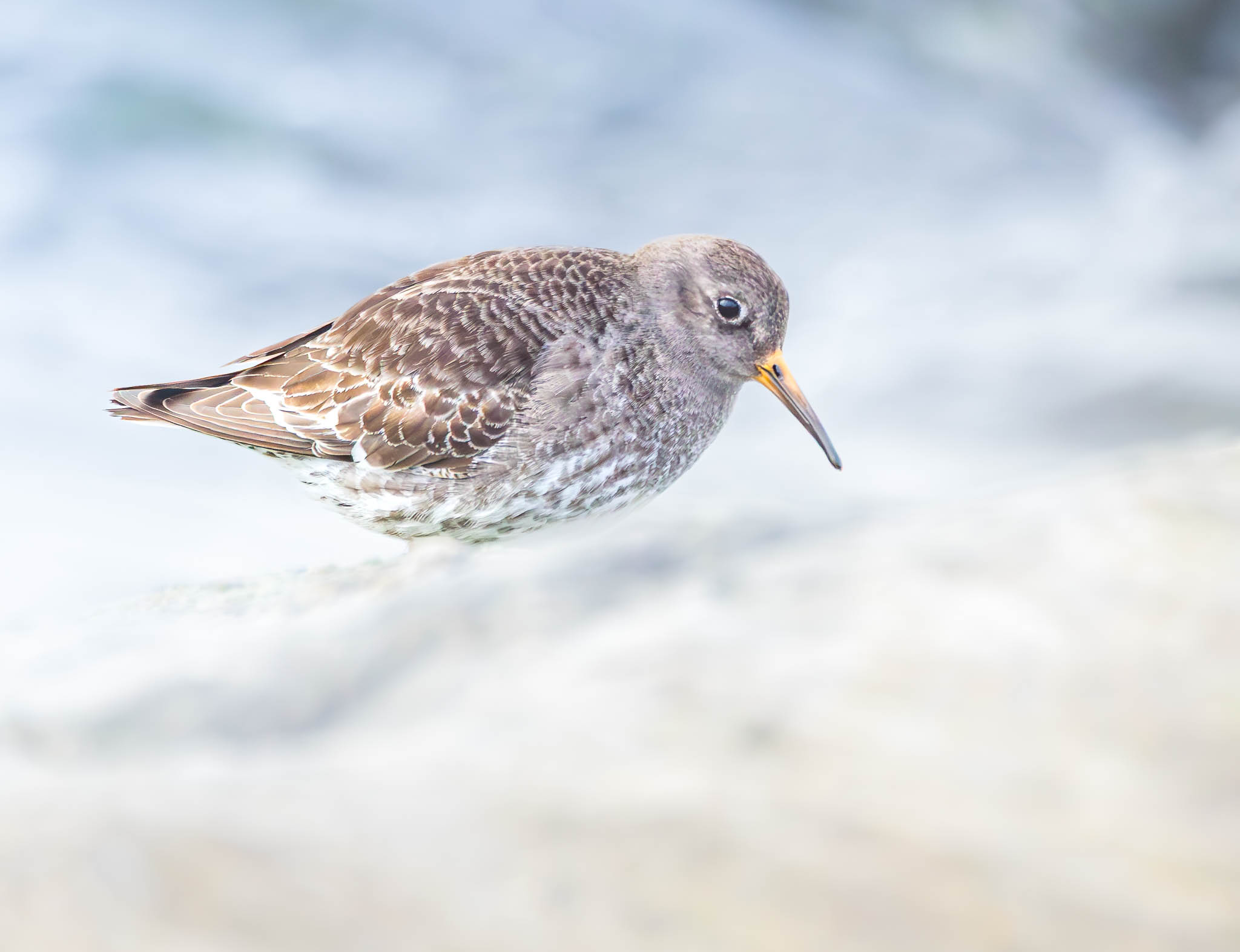 Purple Sandpiper