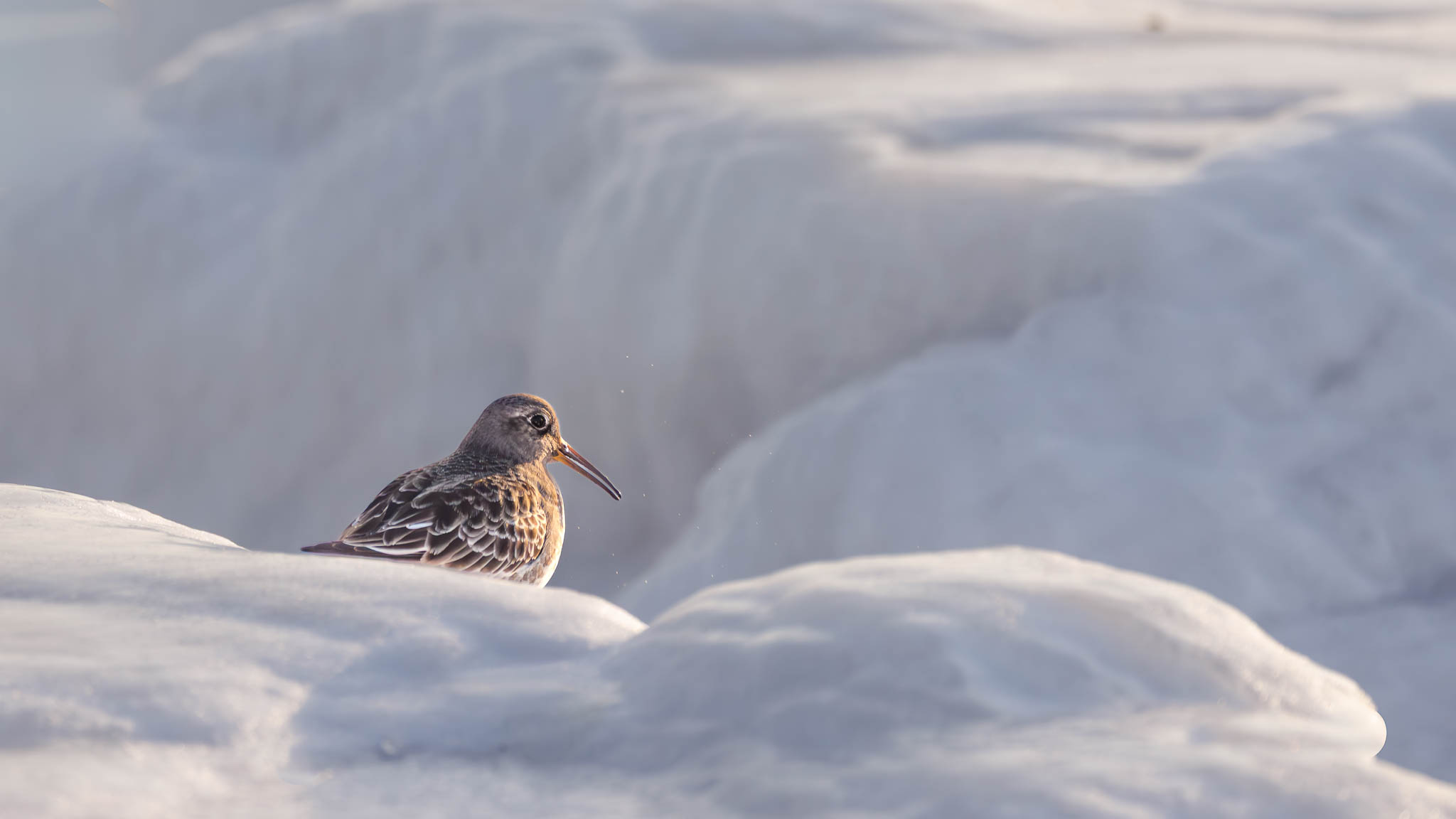 Purple Sandpiper