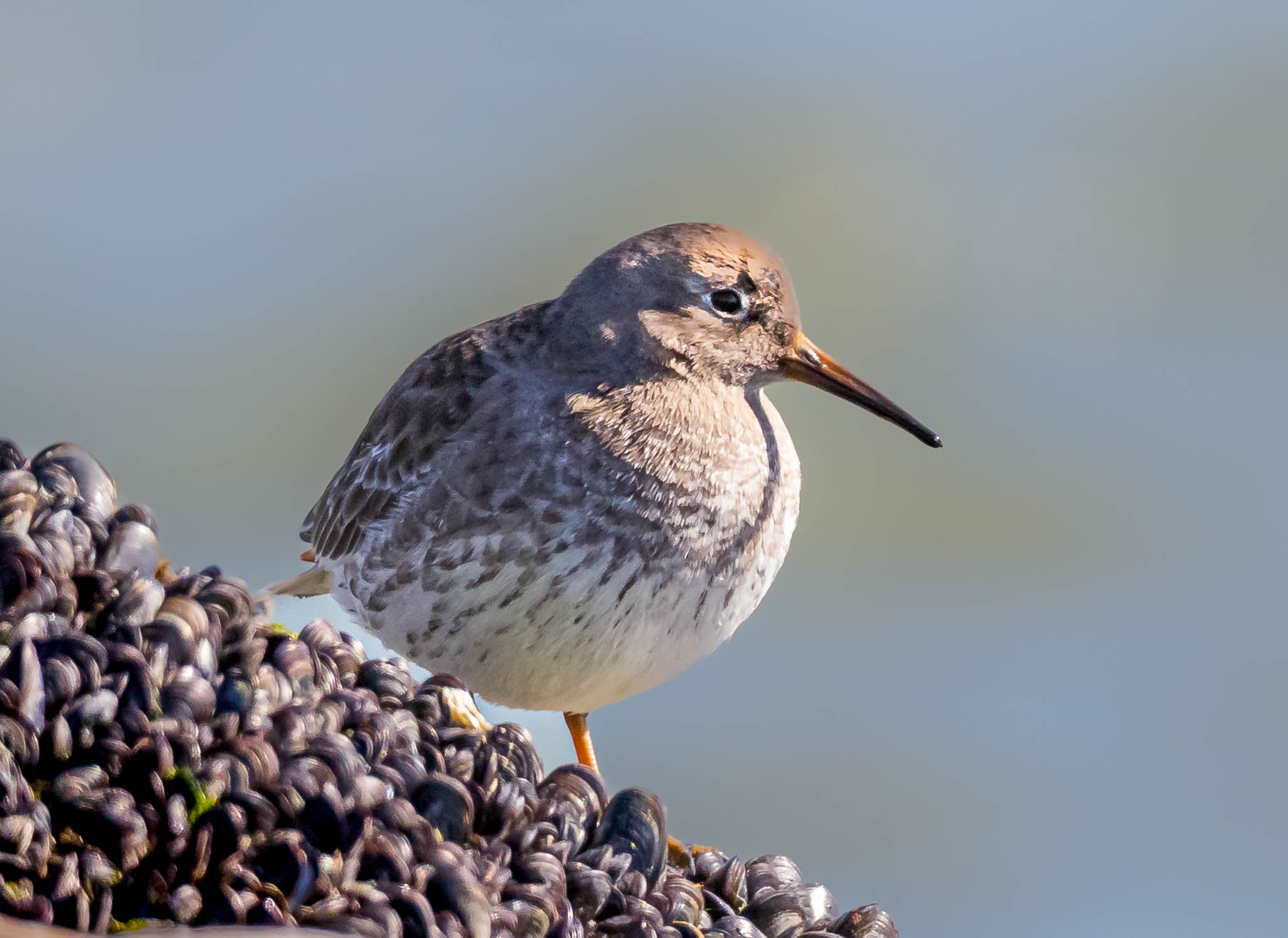 Purple Sandpiper