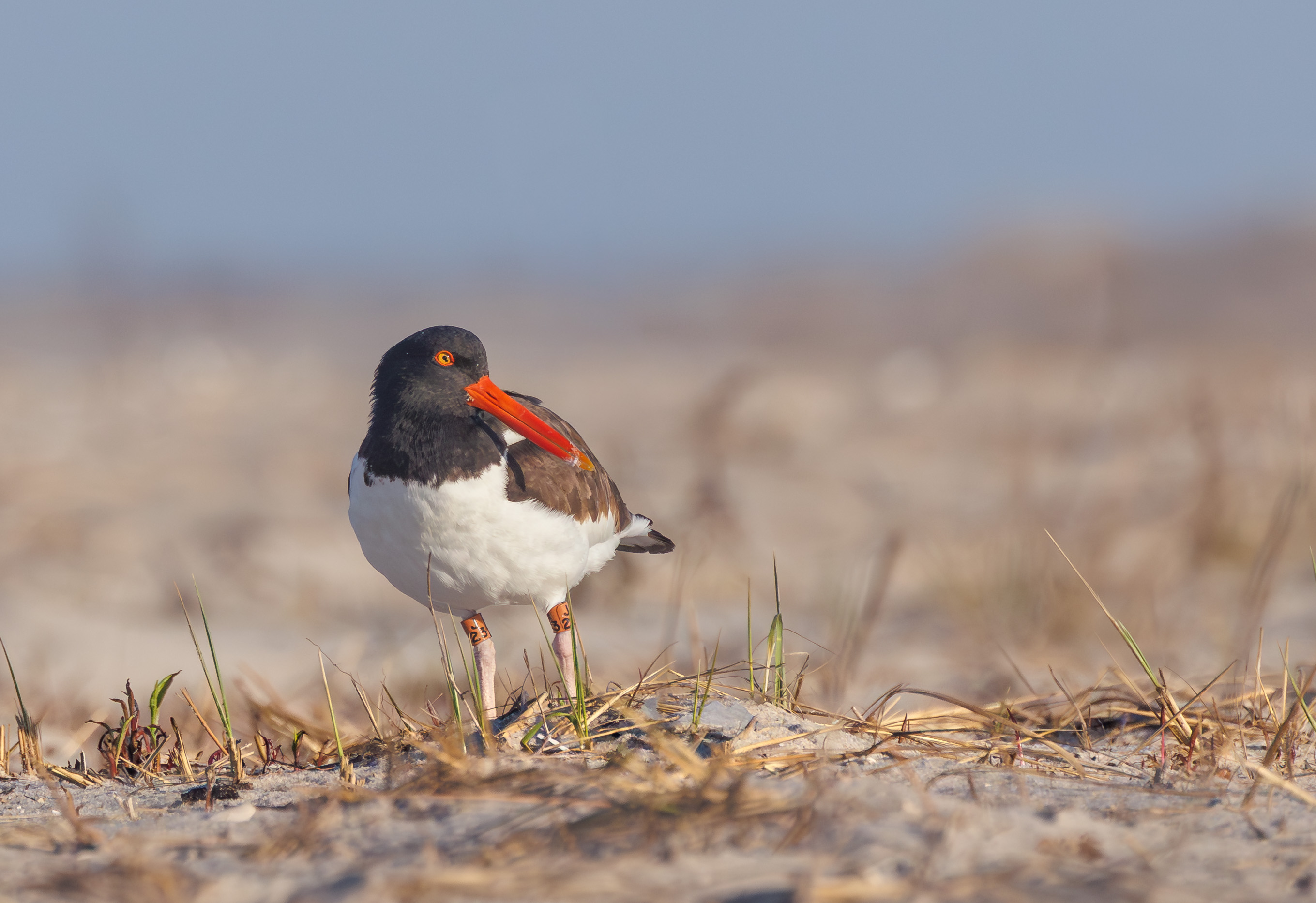 American Oystercatcher