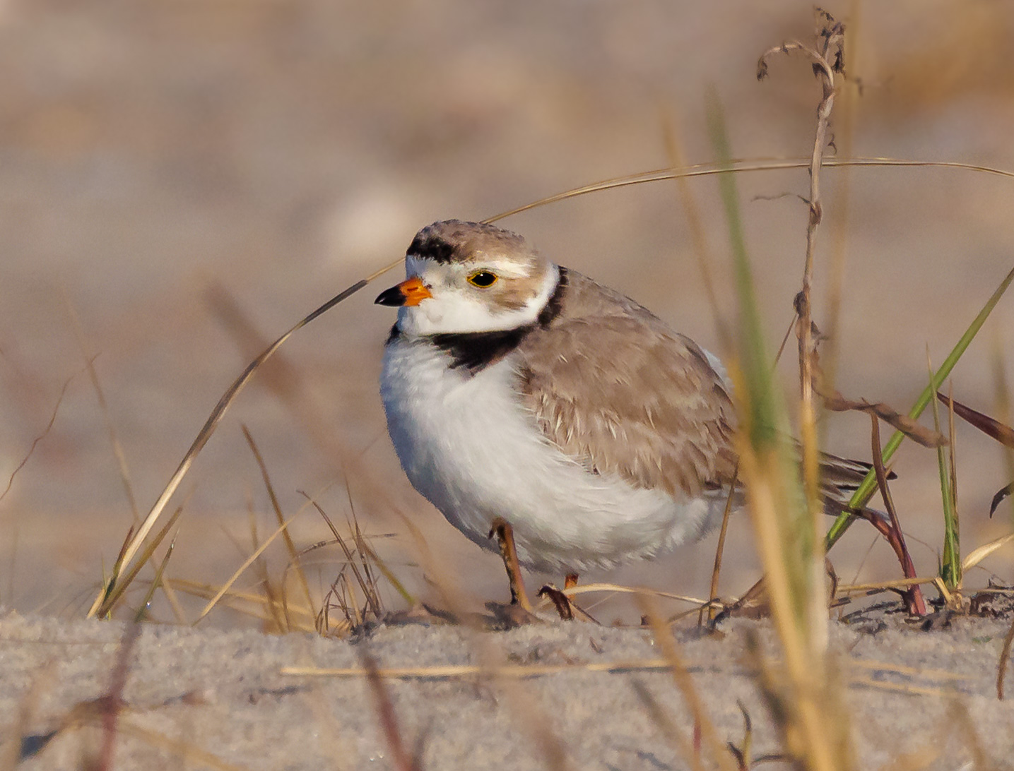 Piping Plover