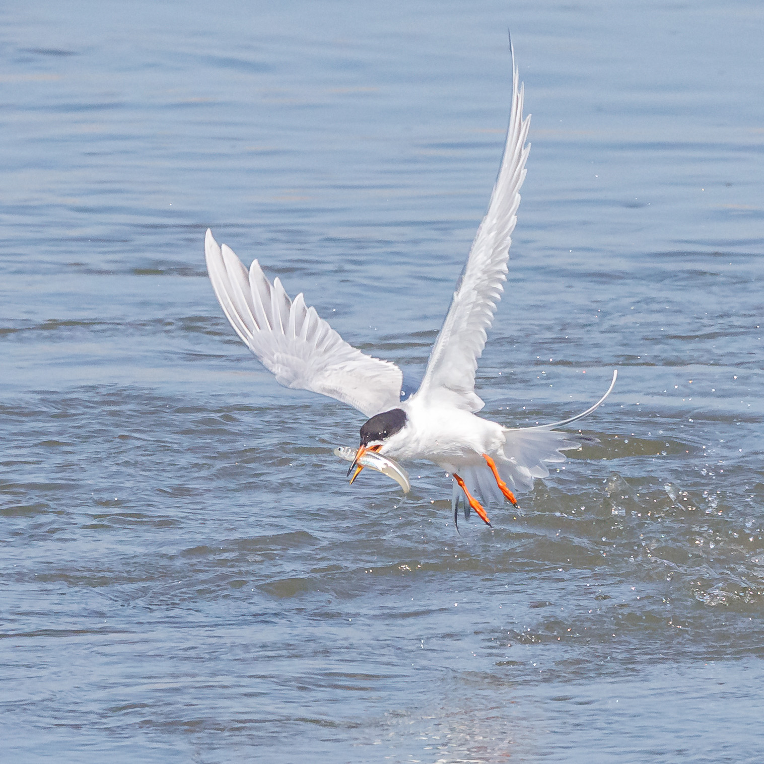 Forster's Tern