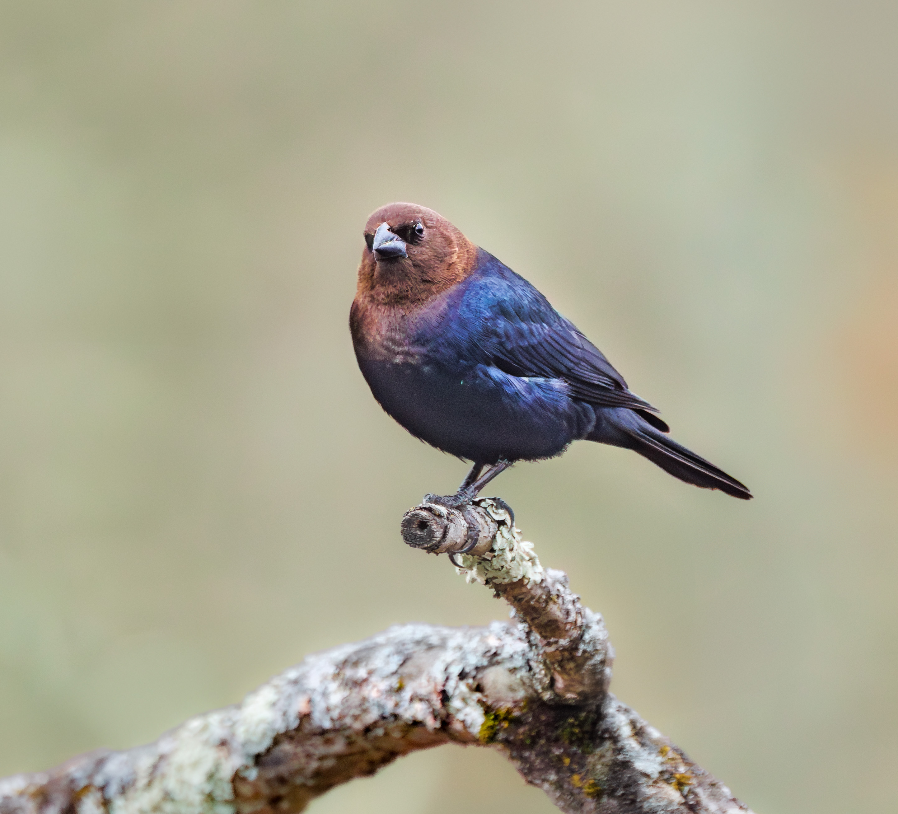 Brown-headed Cowbird