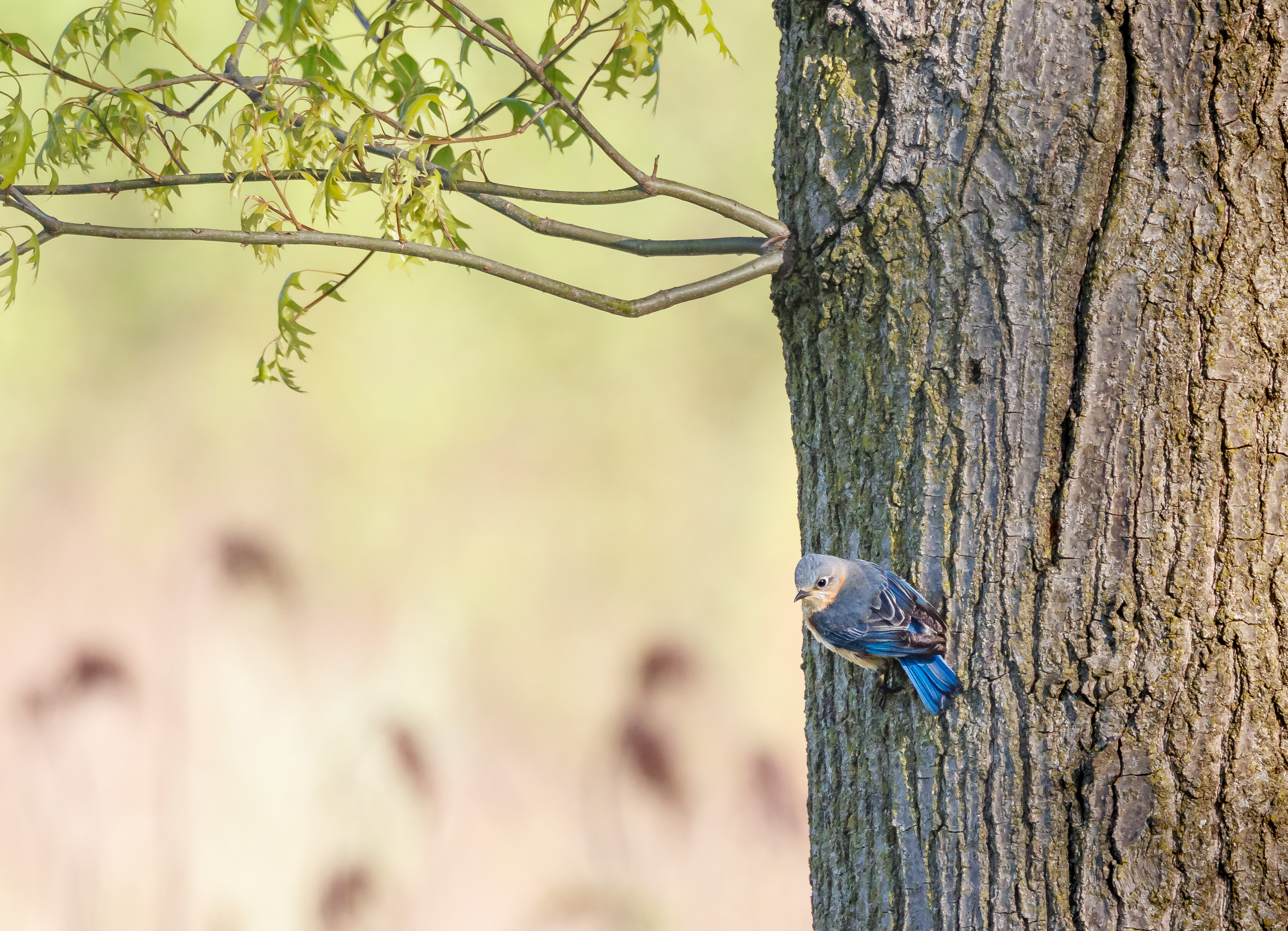 Eastern Bluebird