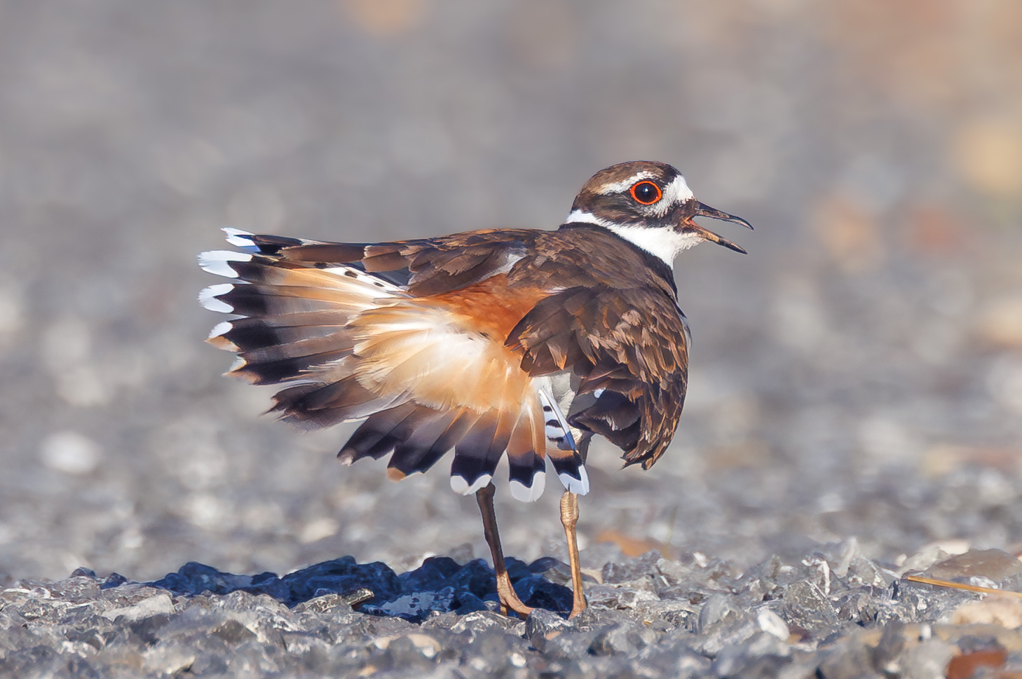 Killdeer