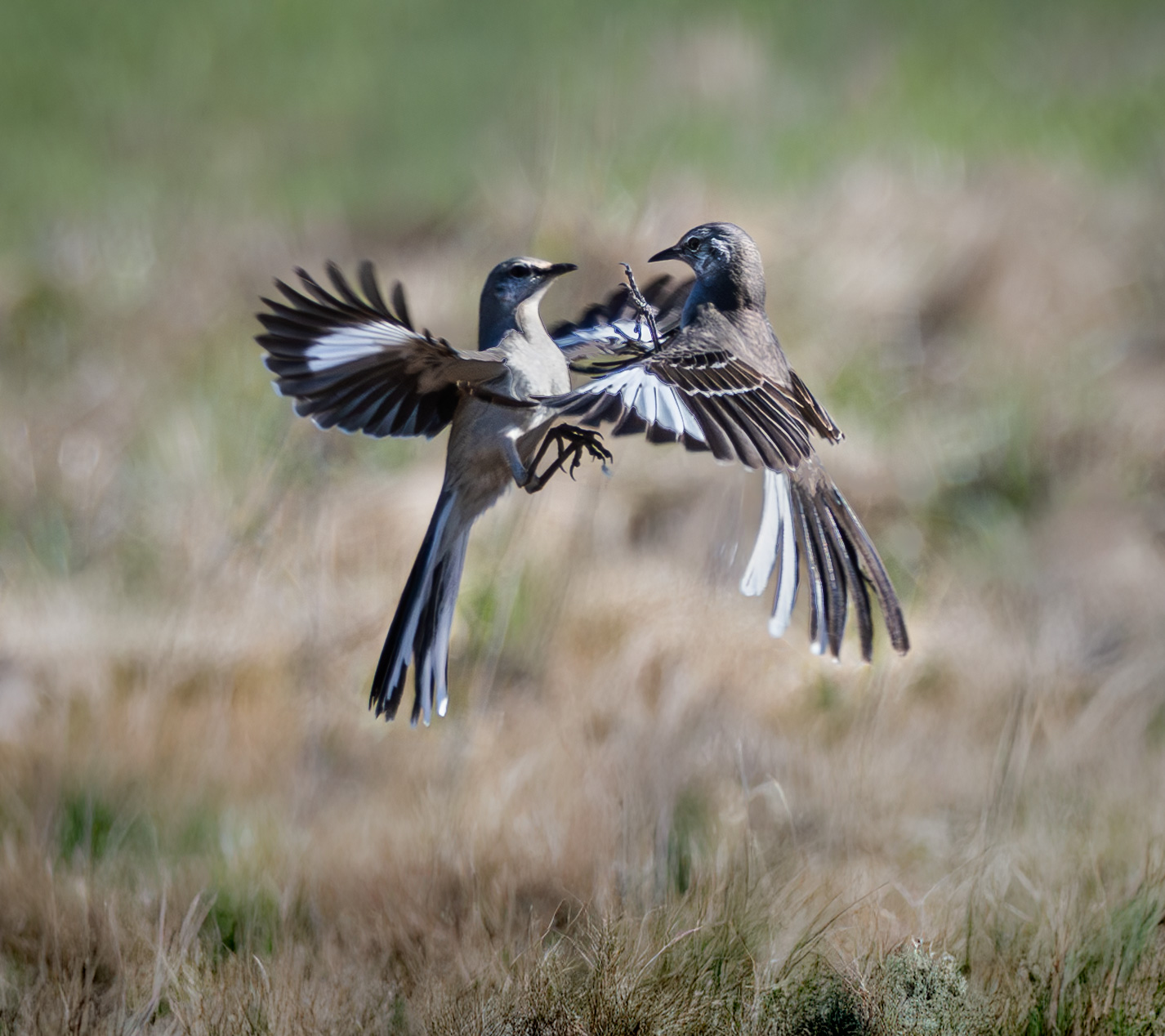 Northern Mockingbird