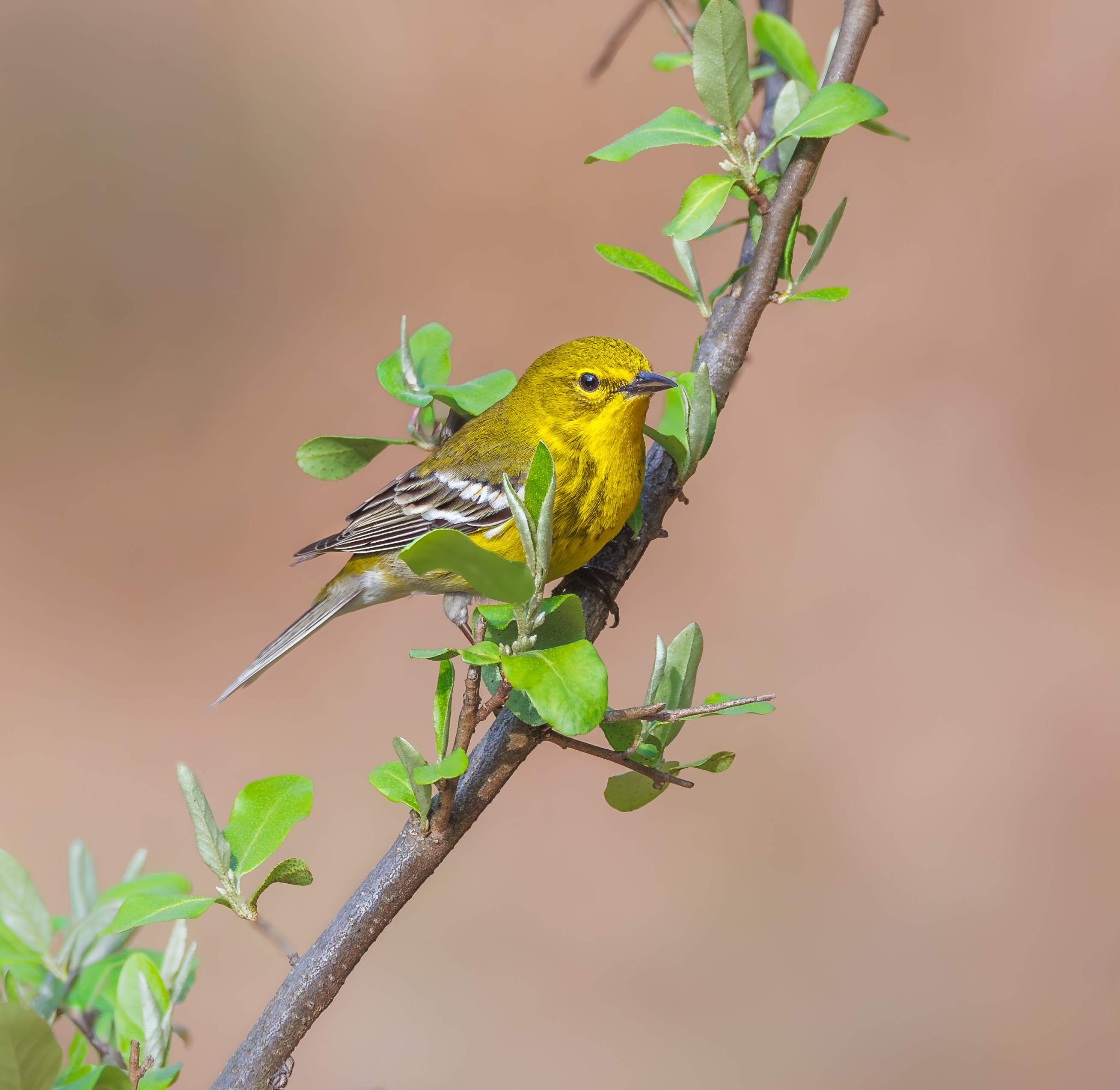 Pine Warbler