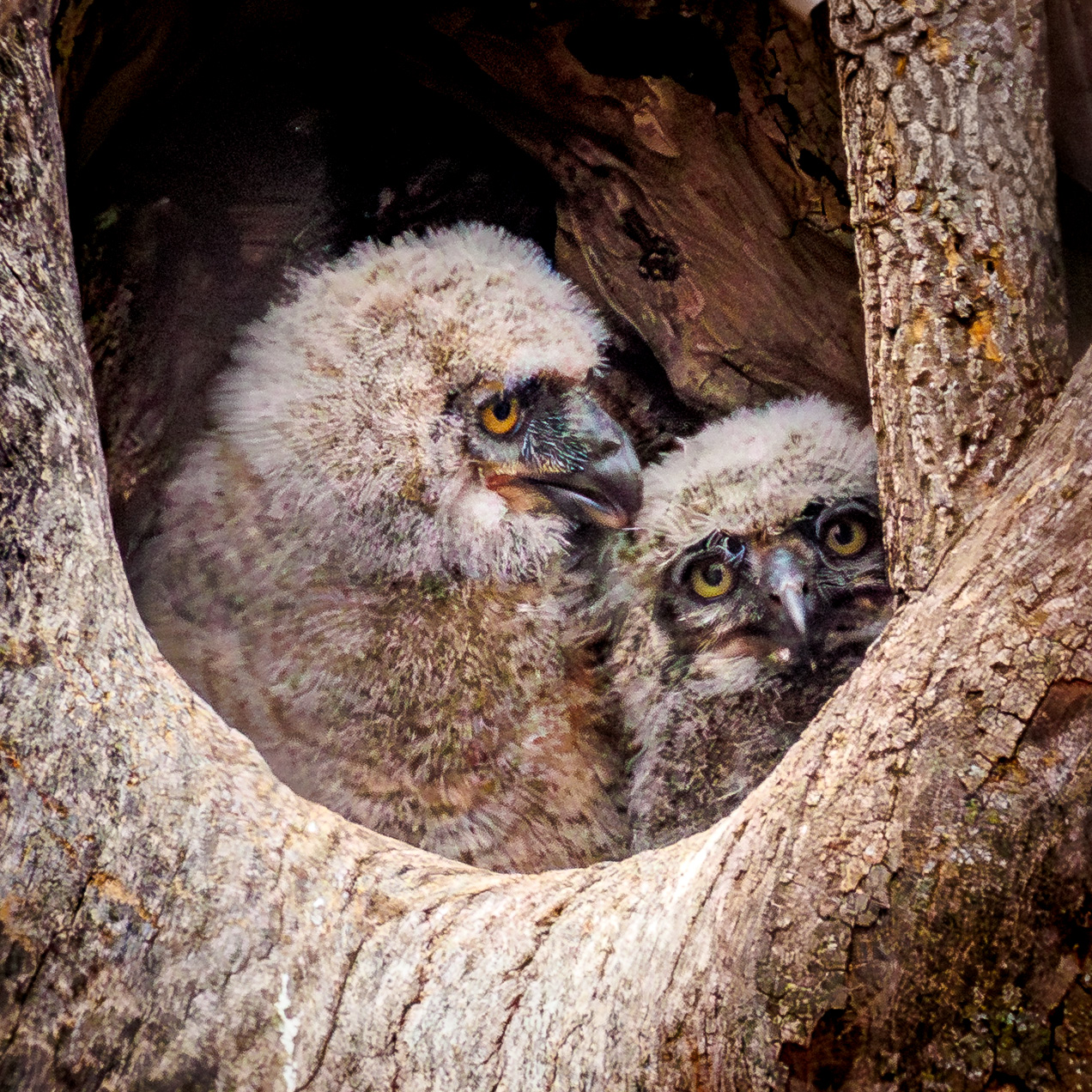 Great Horned Owlets