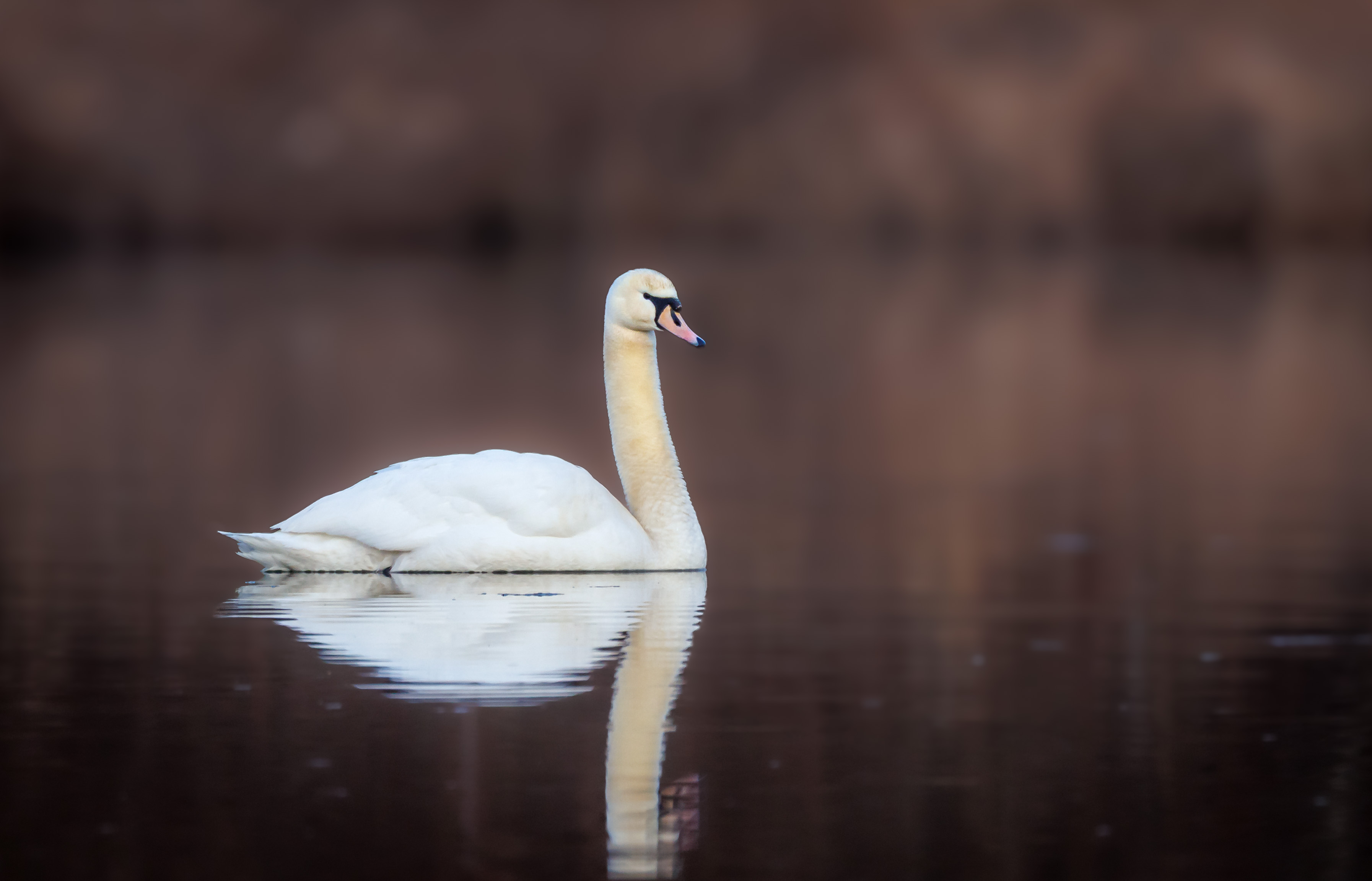 Mute Swan