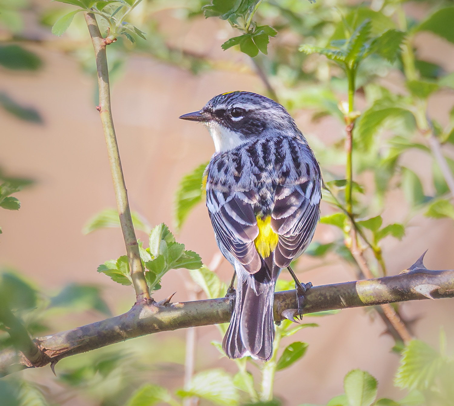 Yellow-rumped Warbler