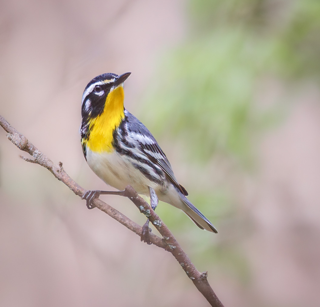 Yellow-throated Warbler