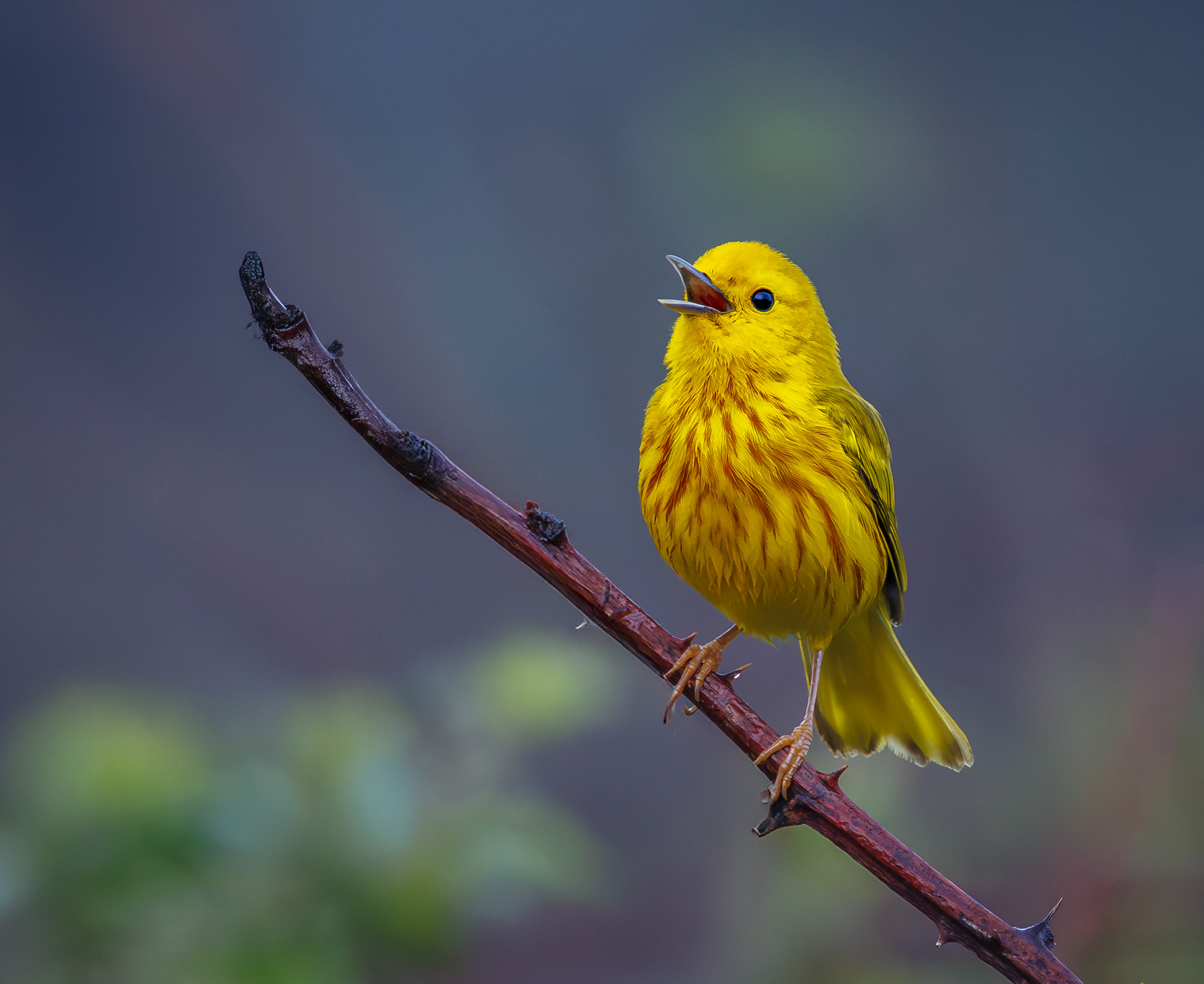 Yellow Warbler