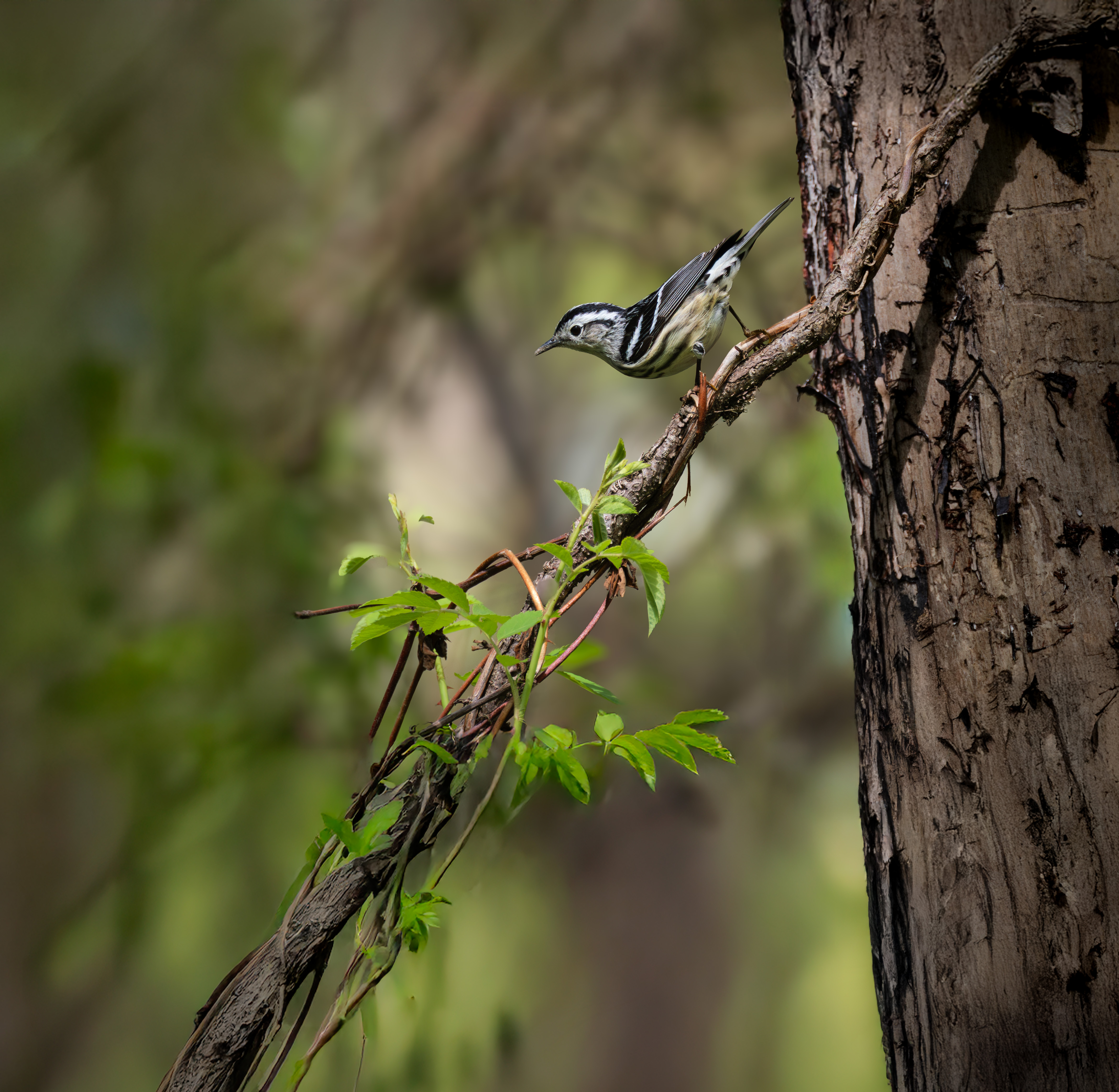 Black-and-white Warbler