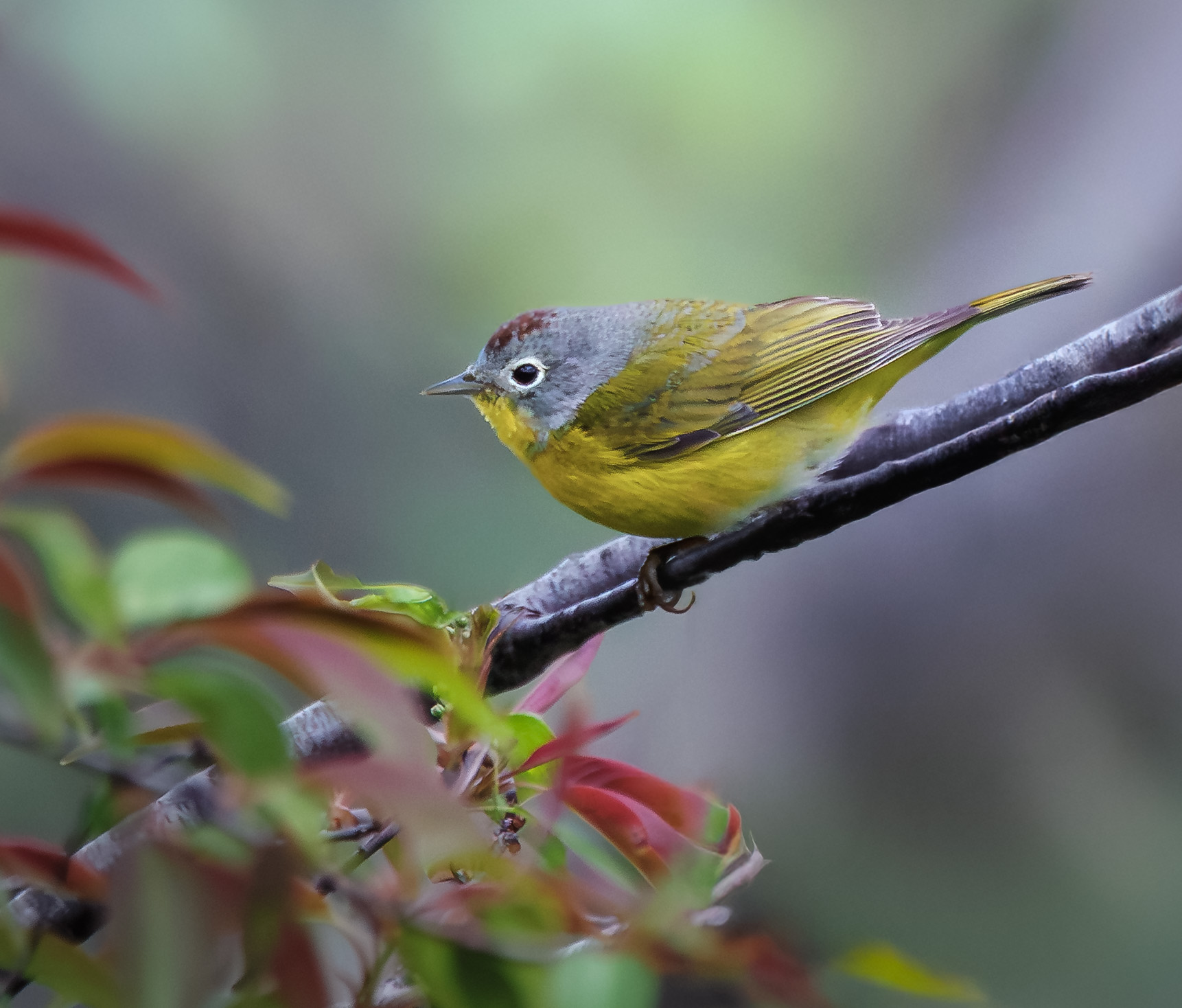 Nashville Warbler