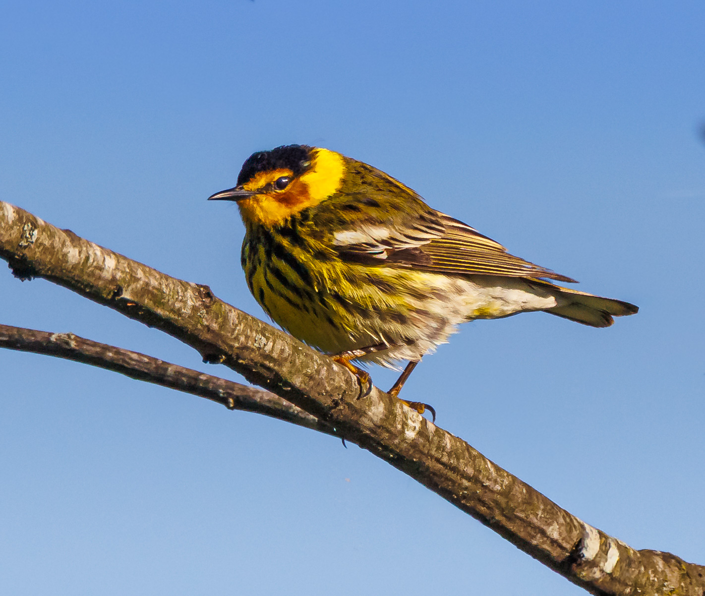Cape May Warbler