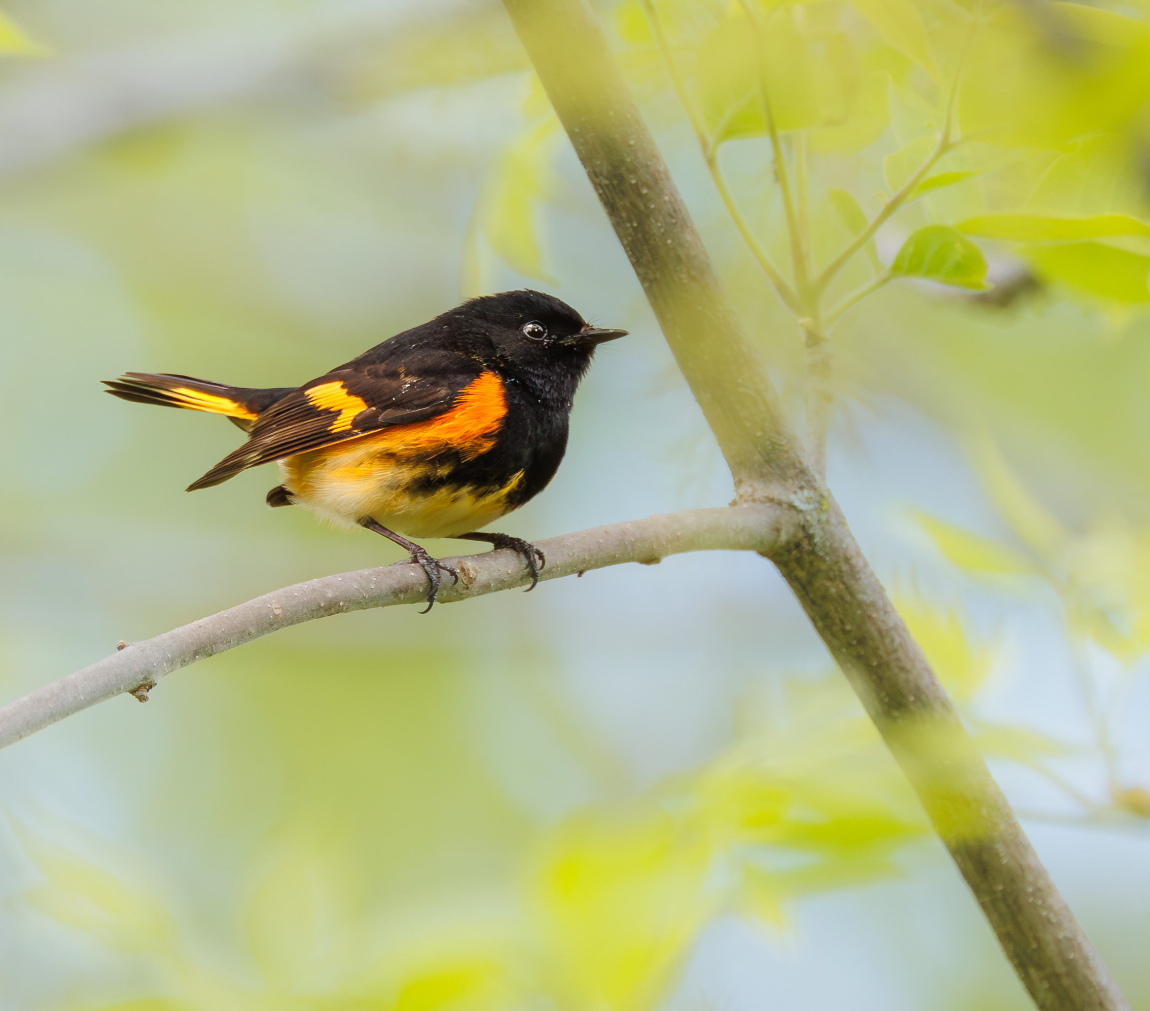 American Redstart